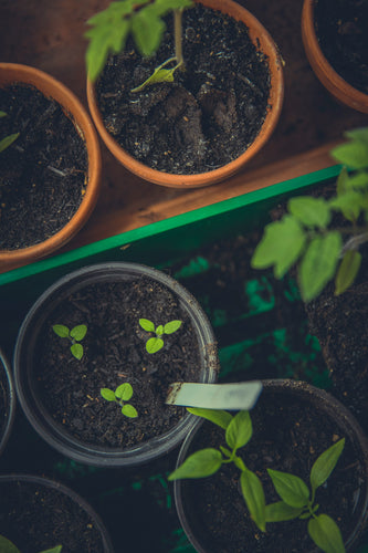 Choosing the Right Soil for Your Houseplants