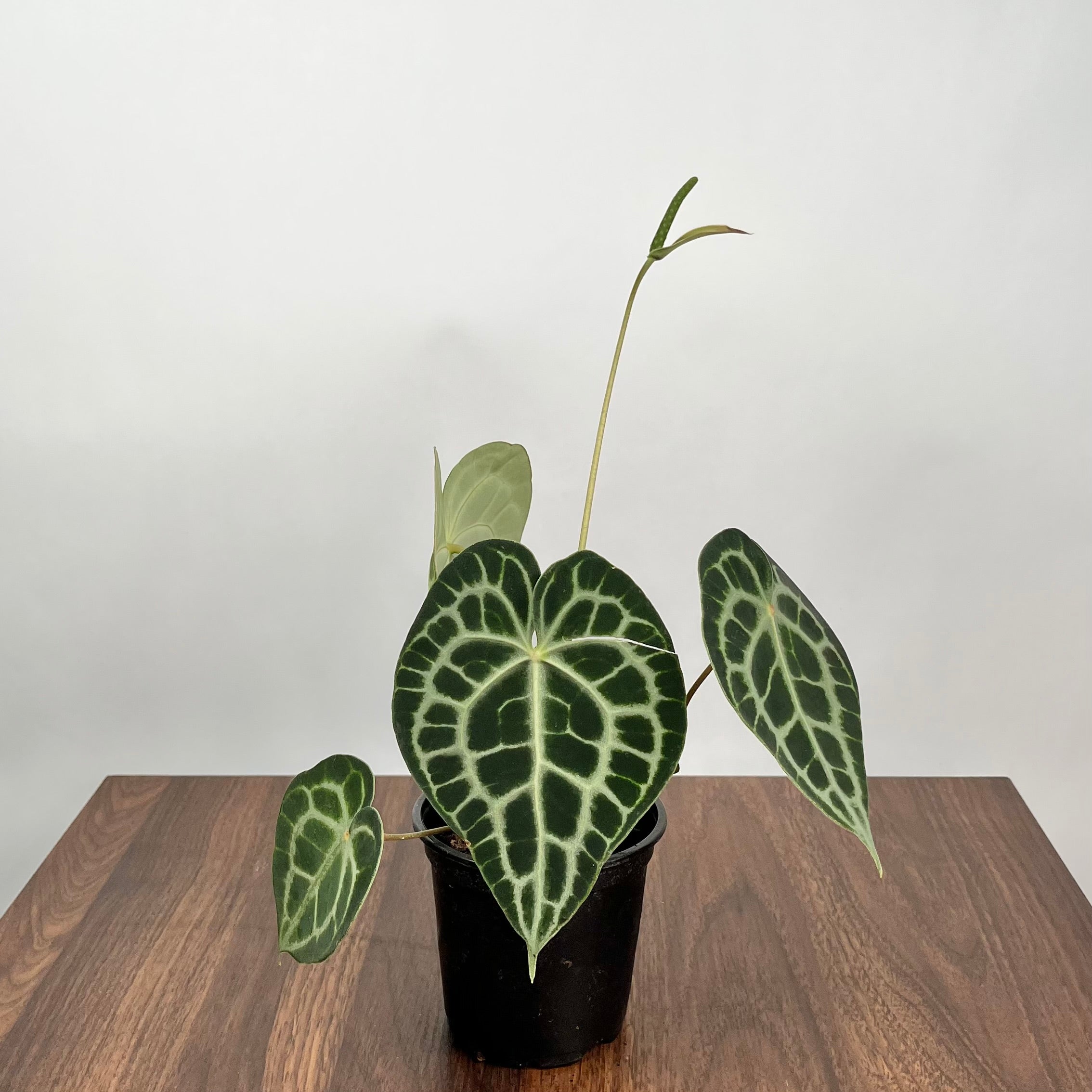 4" Anthurium Clarinervium