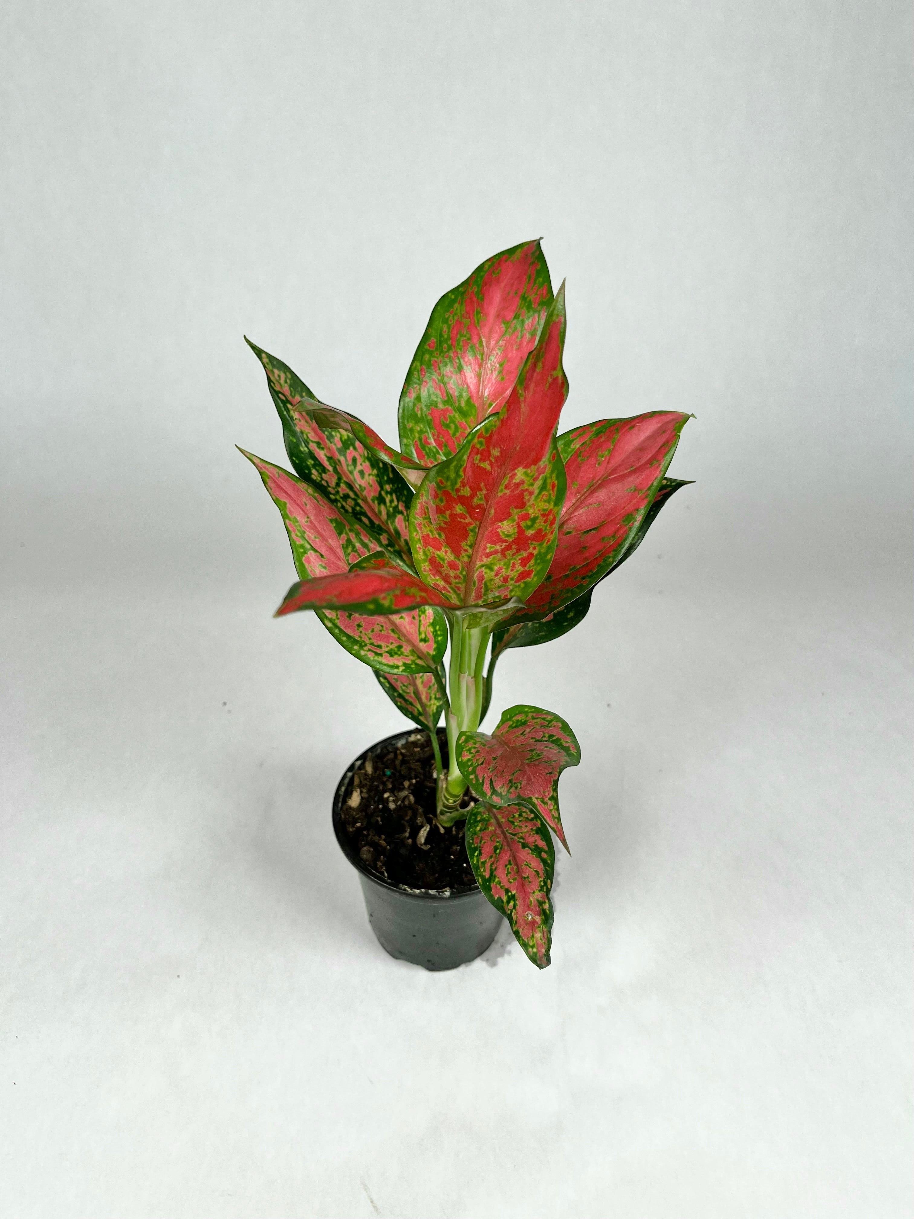 4" Aglaonema Pink Hybrid