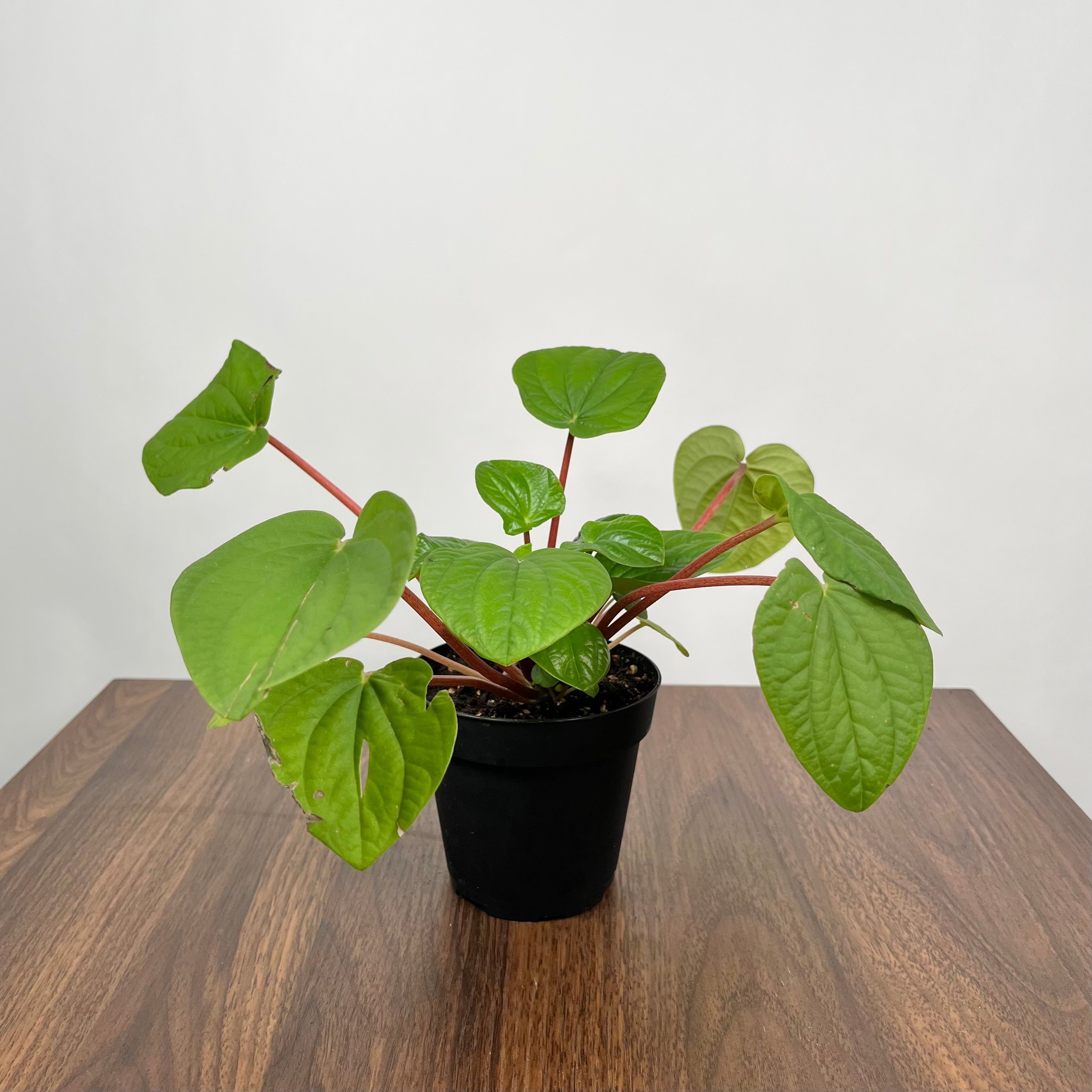 Peperomia Rana Verde