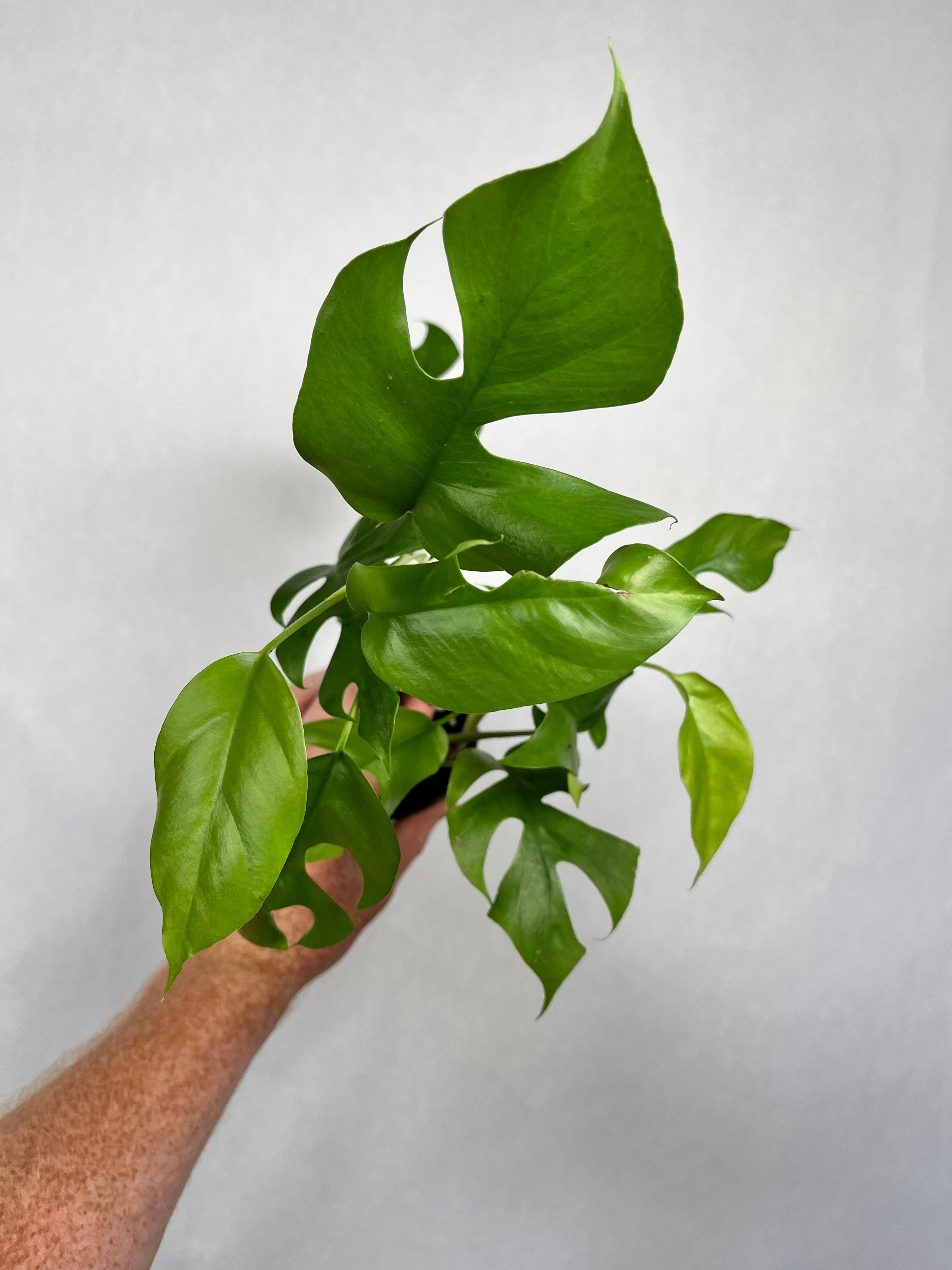 4" Monstera Pertusum