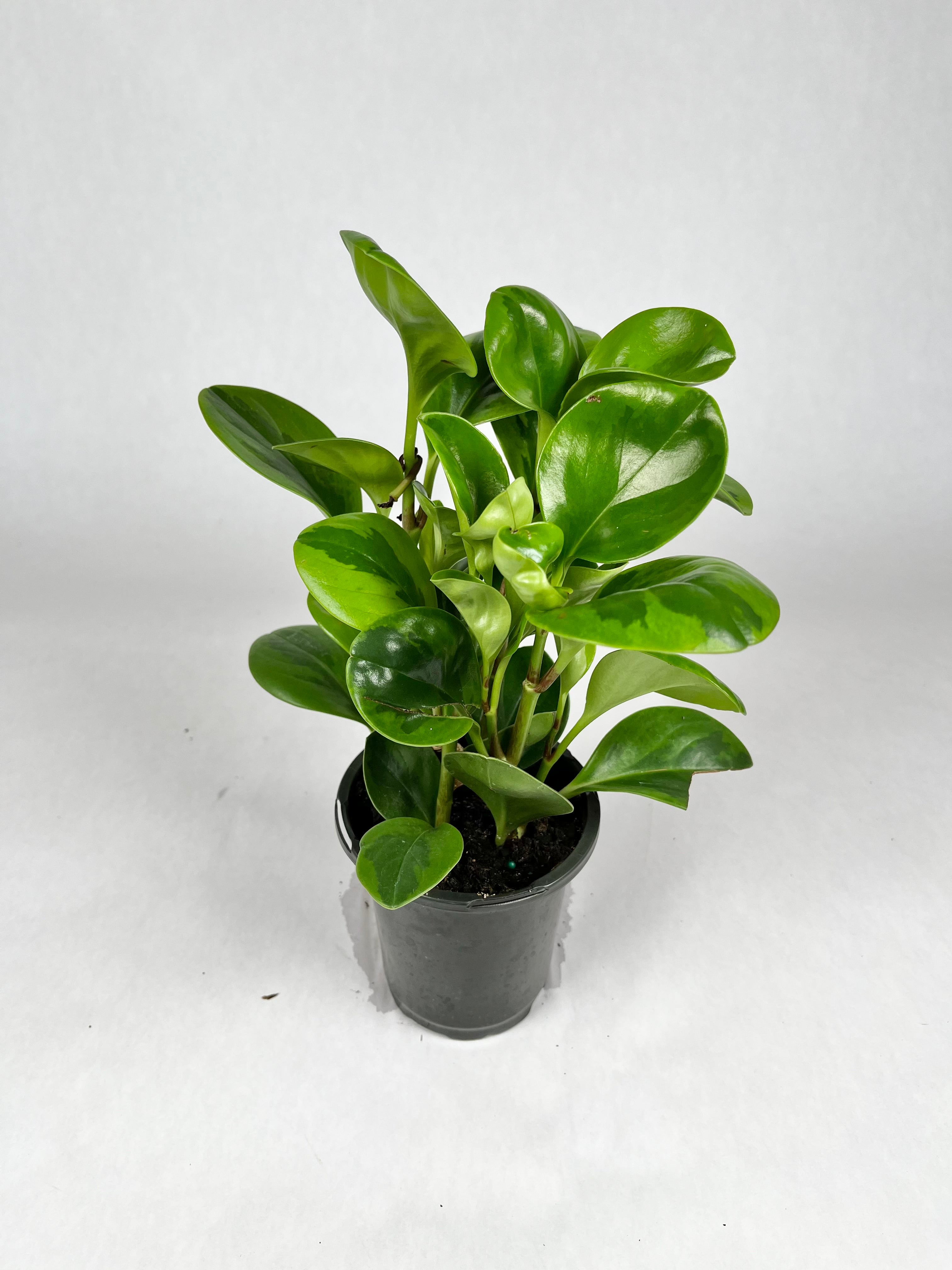 4" Peperomia Lemon Lime