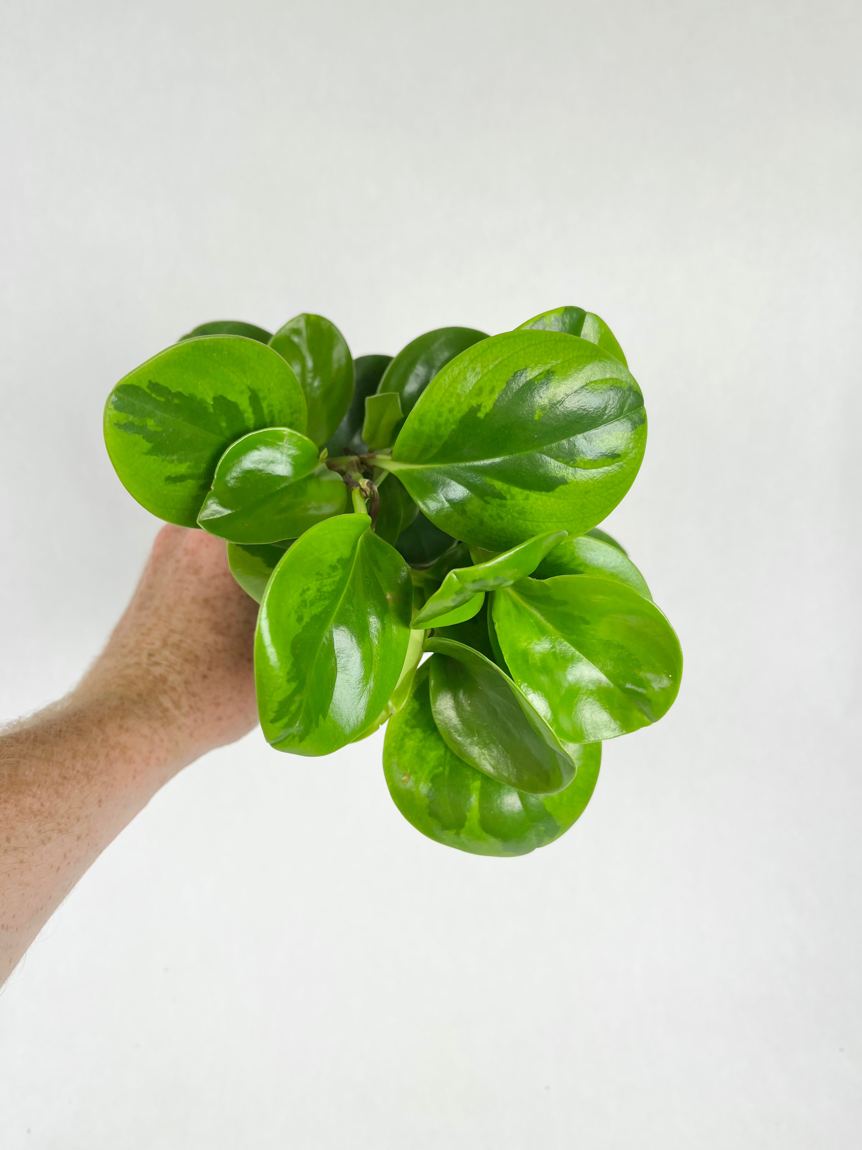 4" Peperomia Lemon Lime