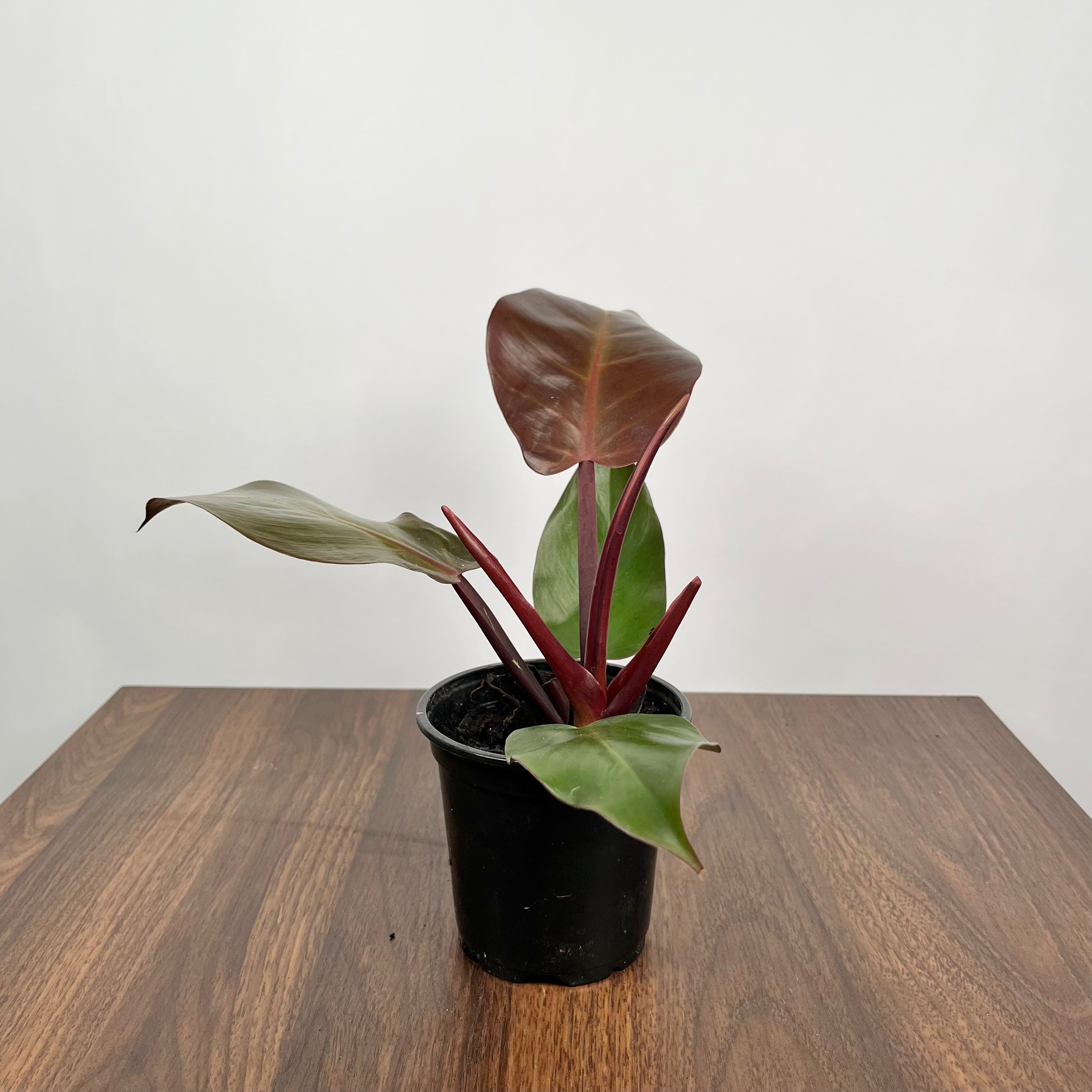 4" Philodendron Red Sun