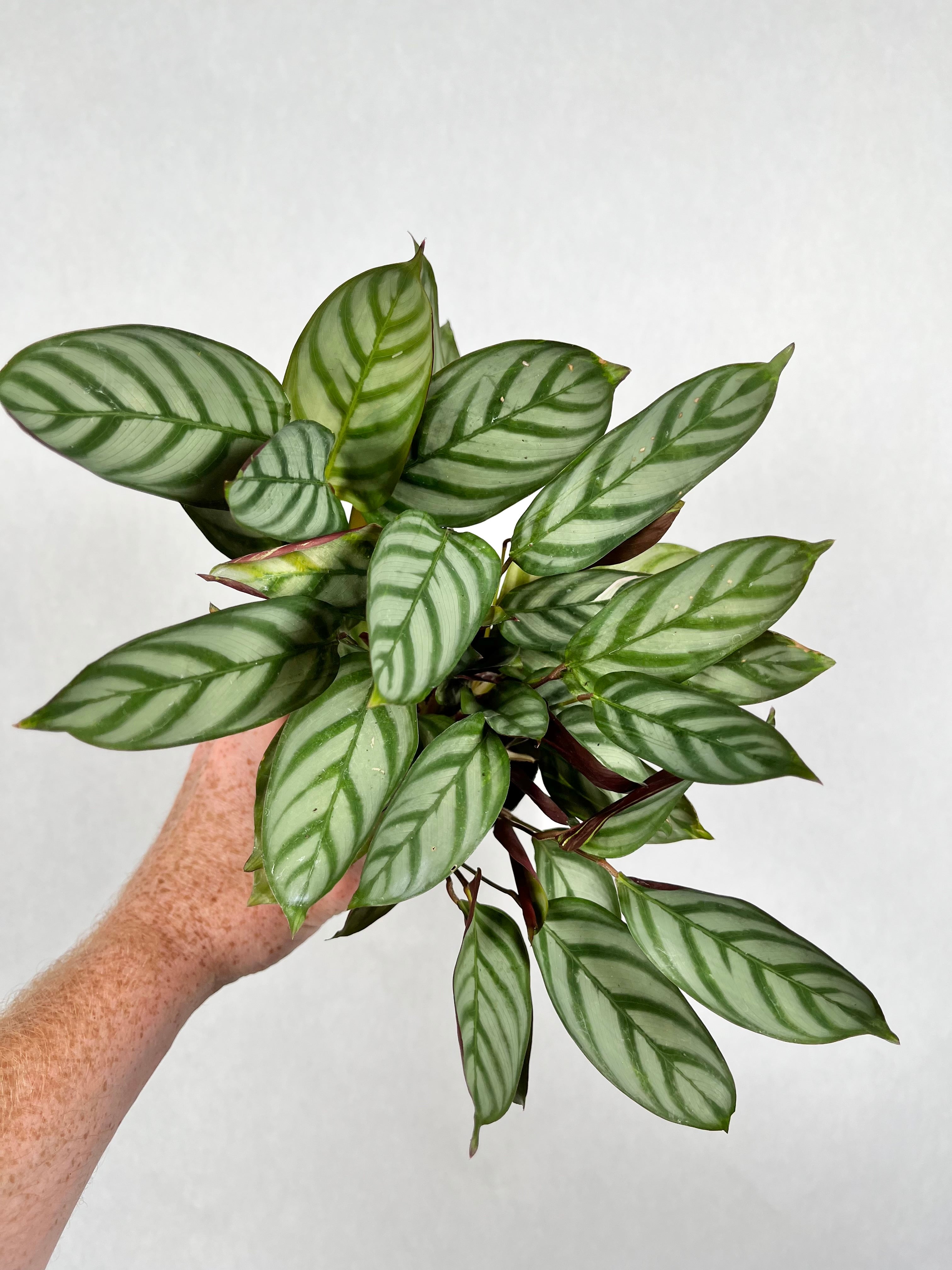 Calathea Never Never