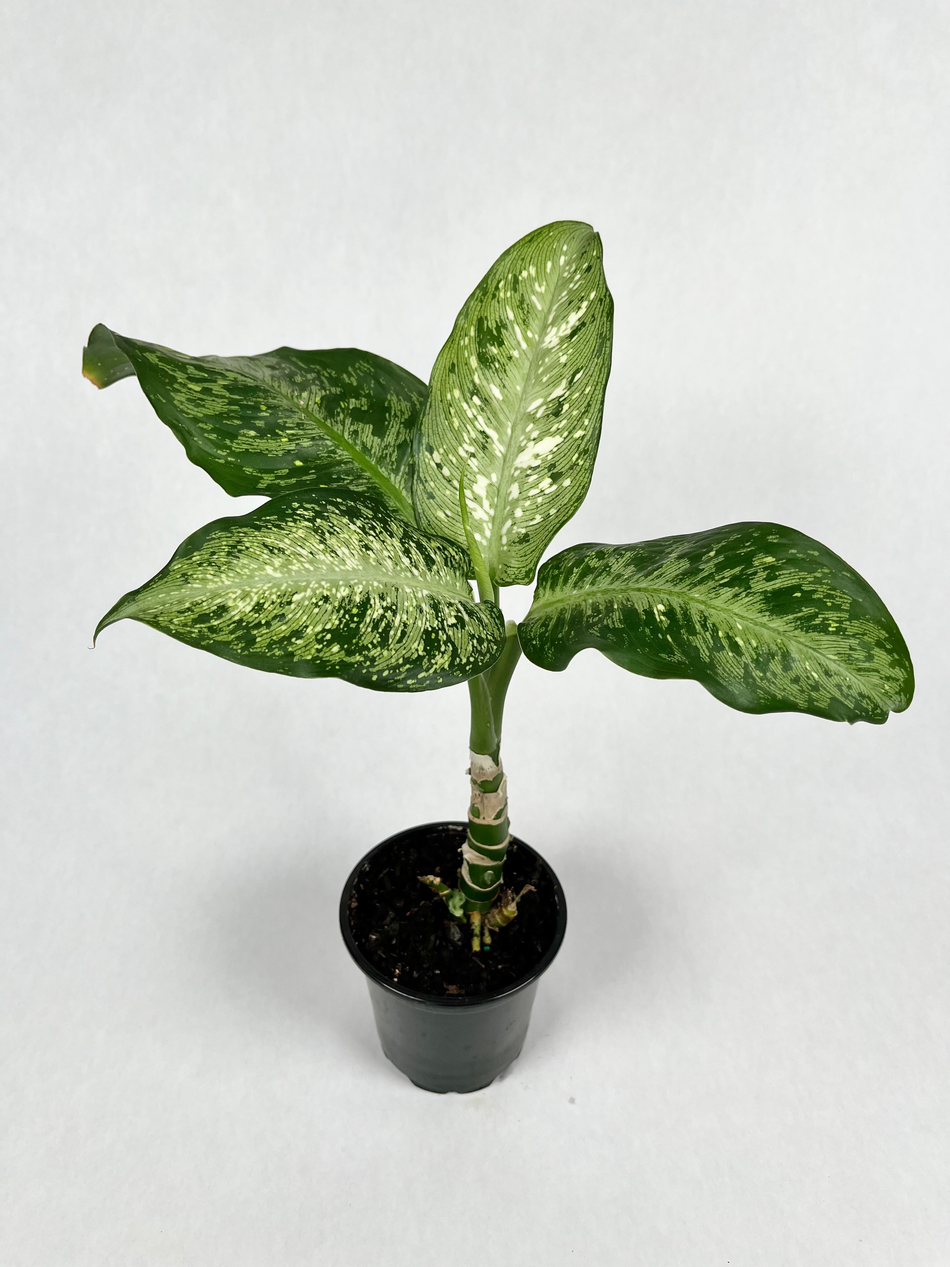 4" Dieffenbachia Memoria Corsii