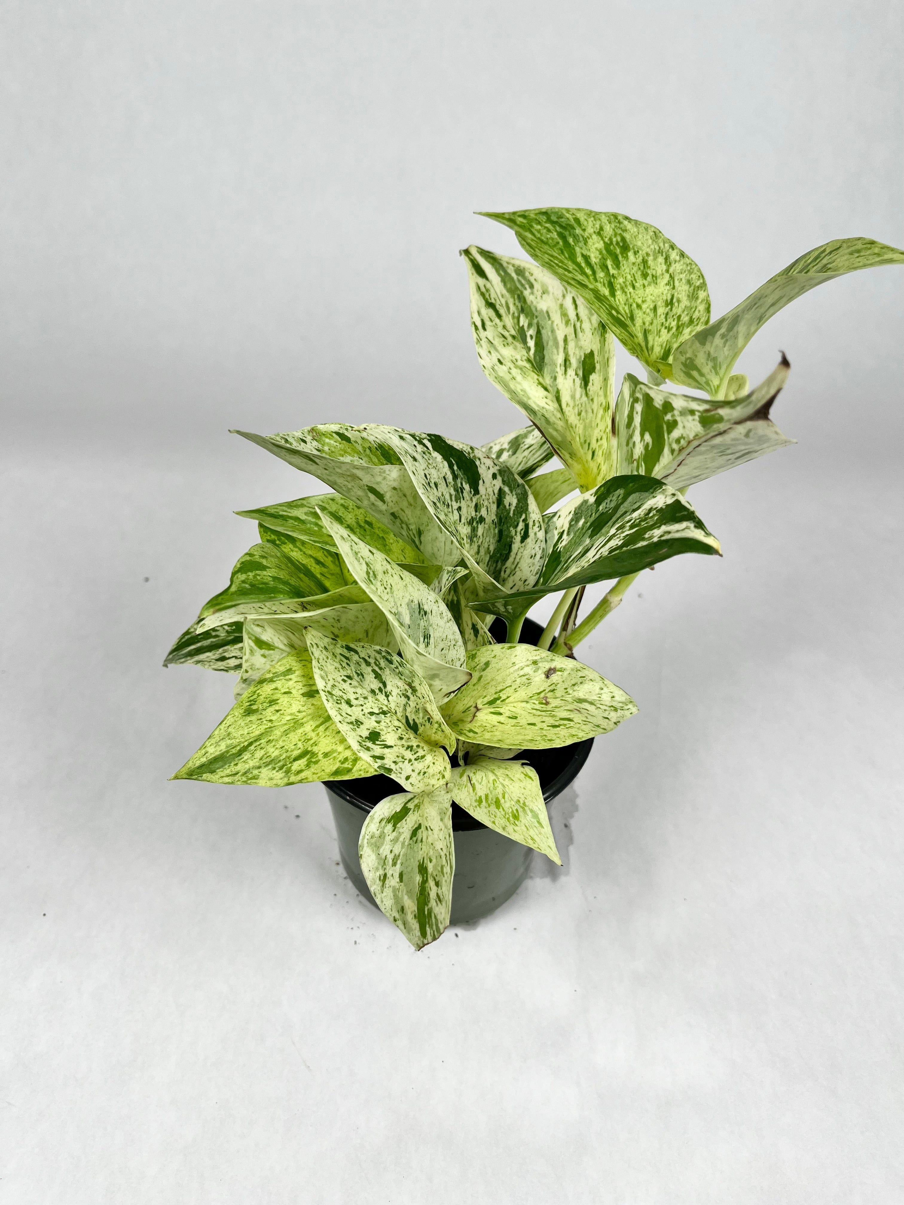 4" Pothos Marble Queen
