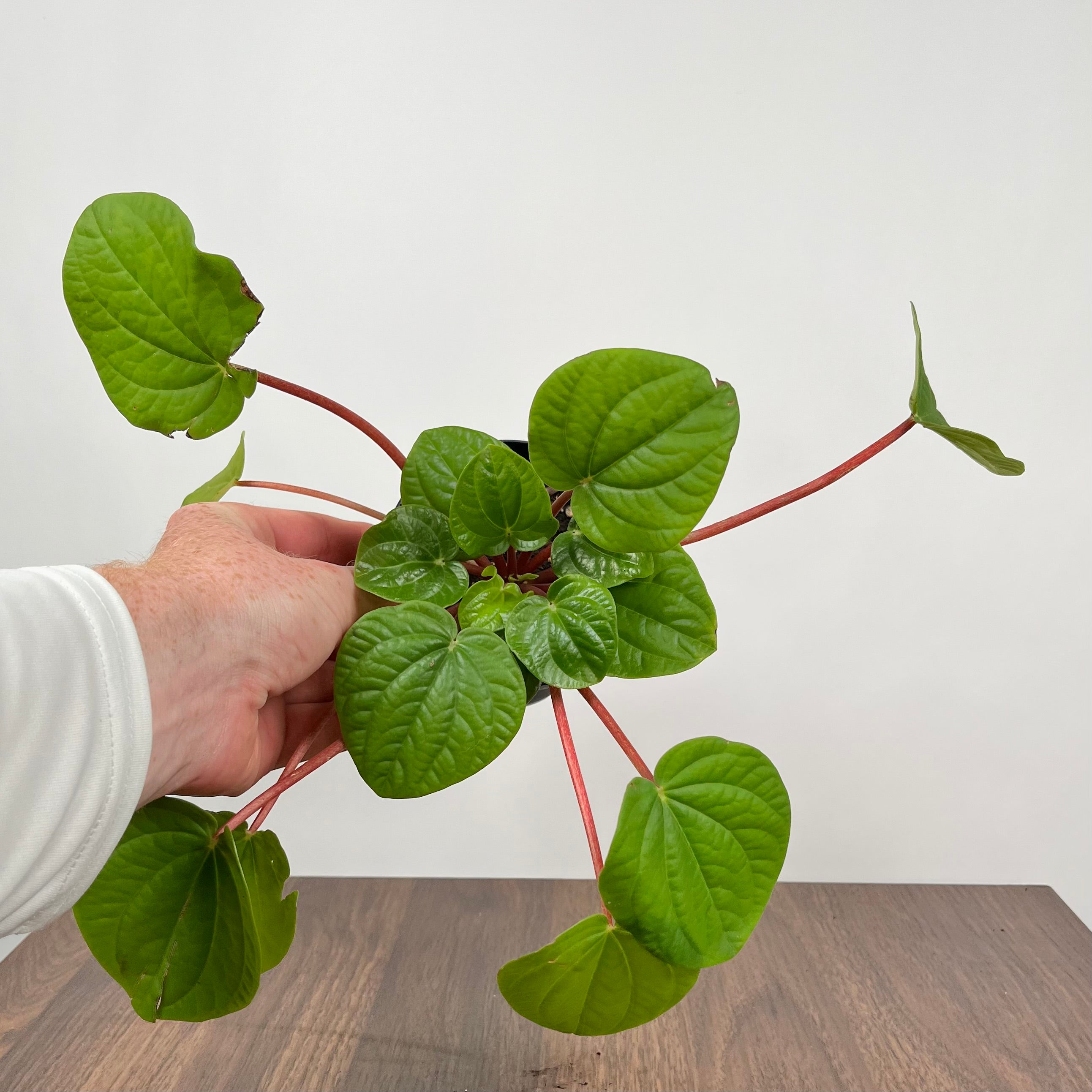 Peperomia Rana Verde