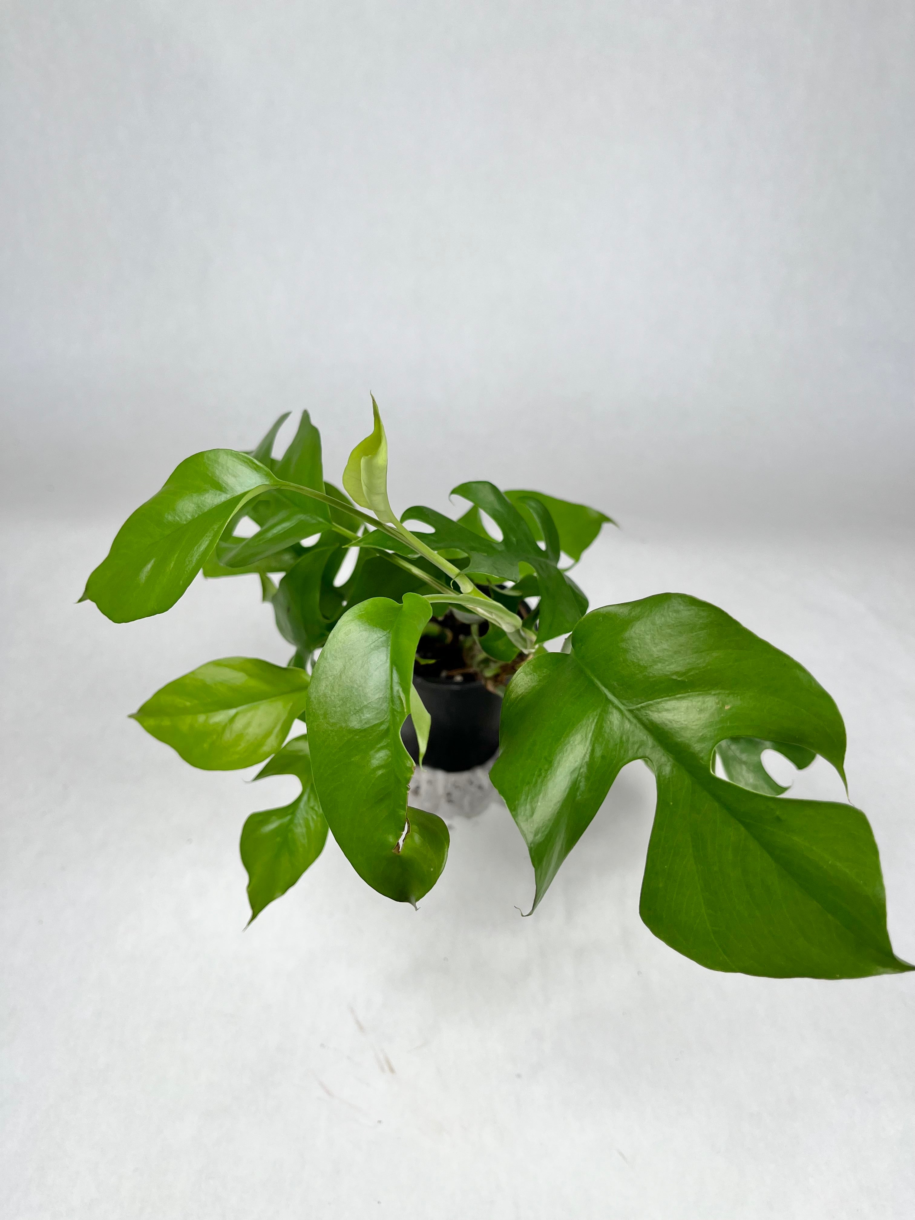 4" Monstera Pertusum