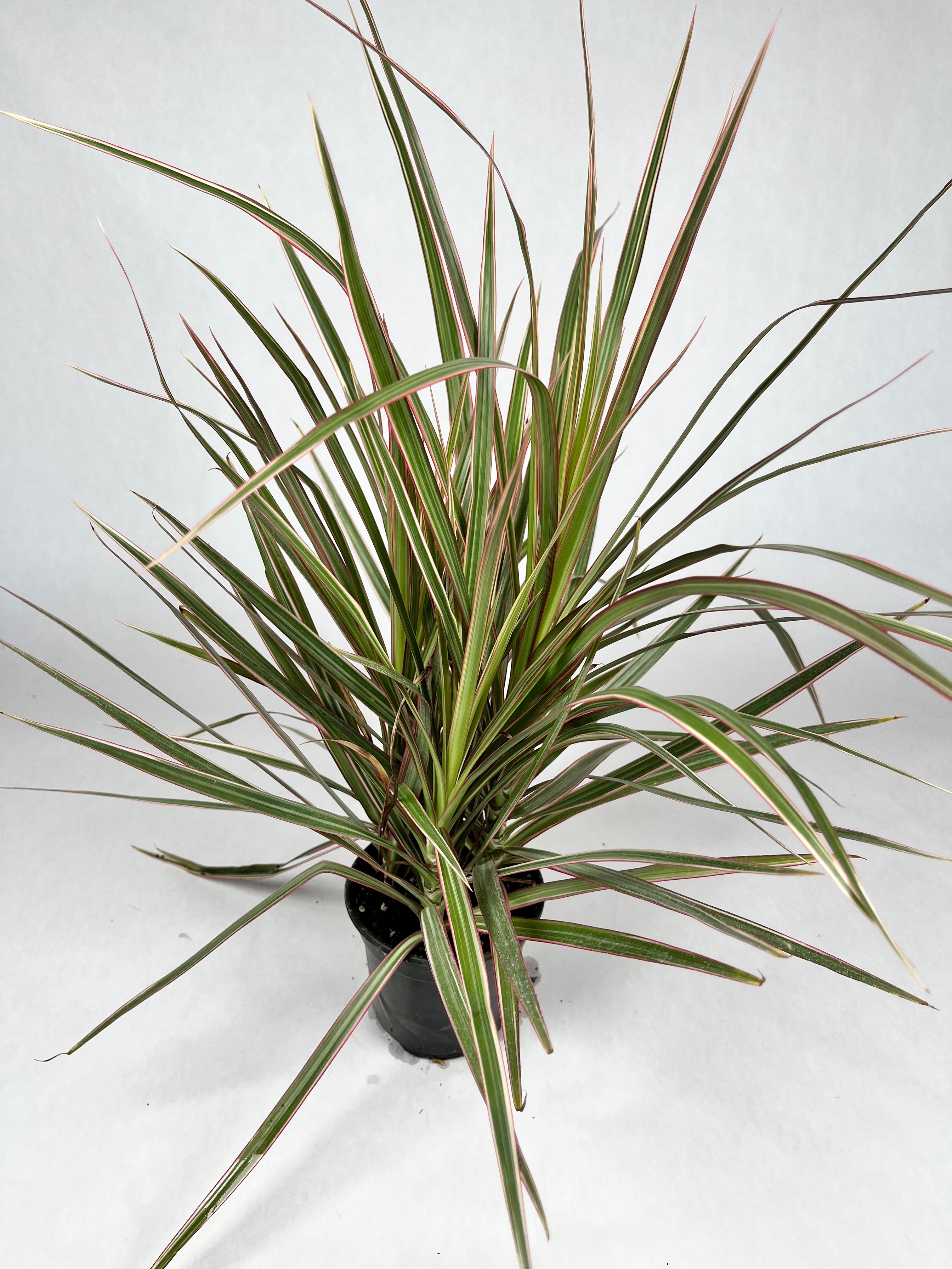 4" Dracaena Marginata Crane Bicolor