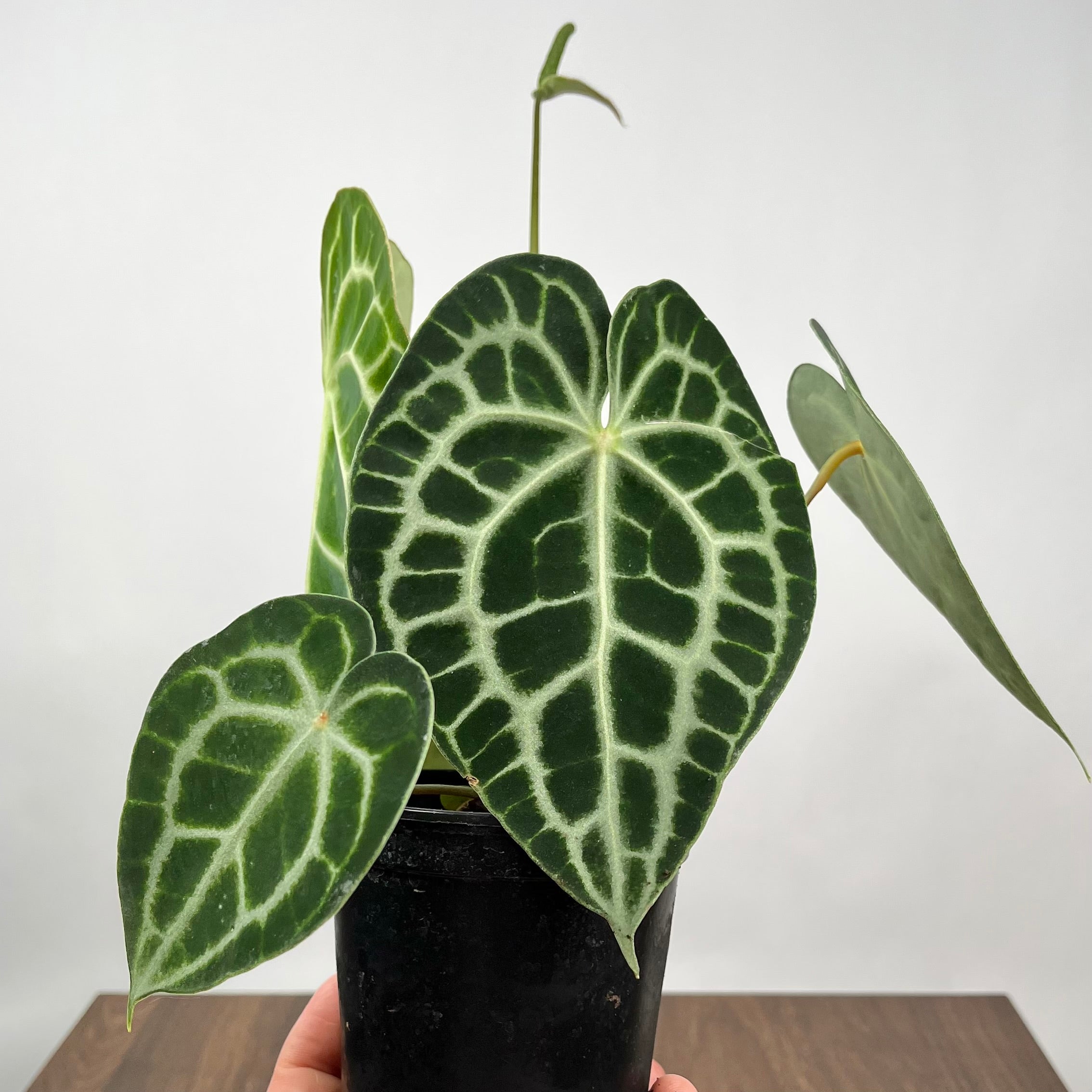 4" Anthurium Clarinervium