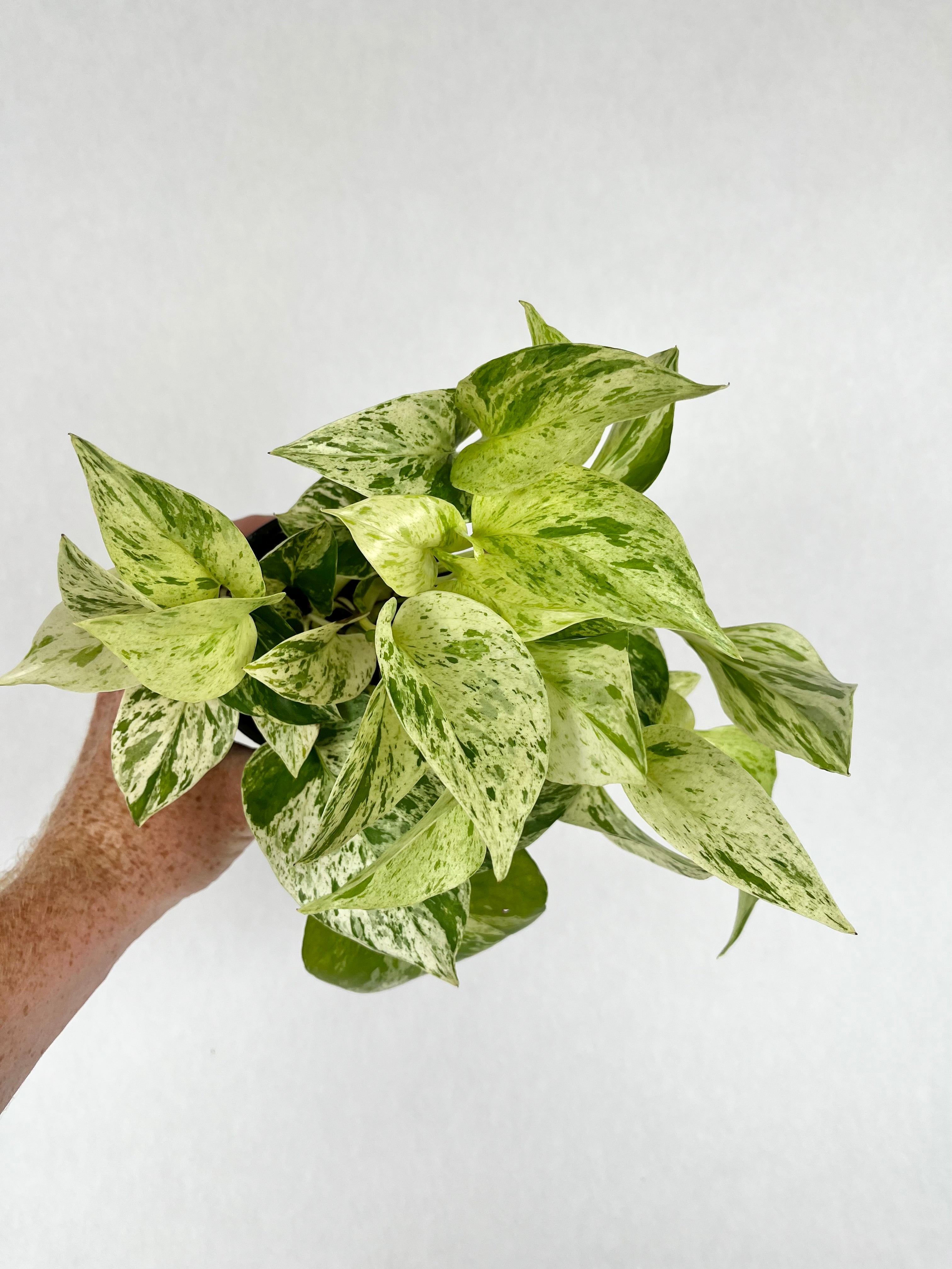 4" Pothos Marble Queen