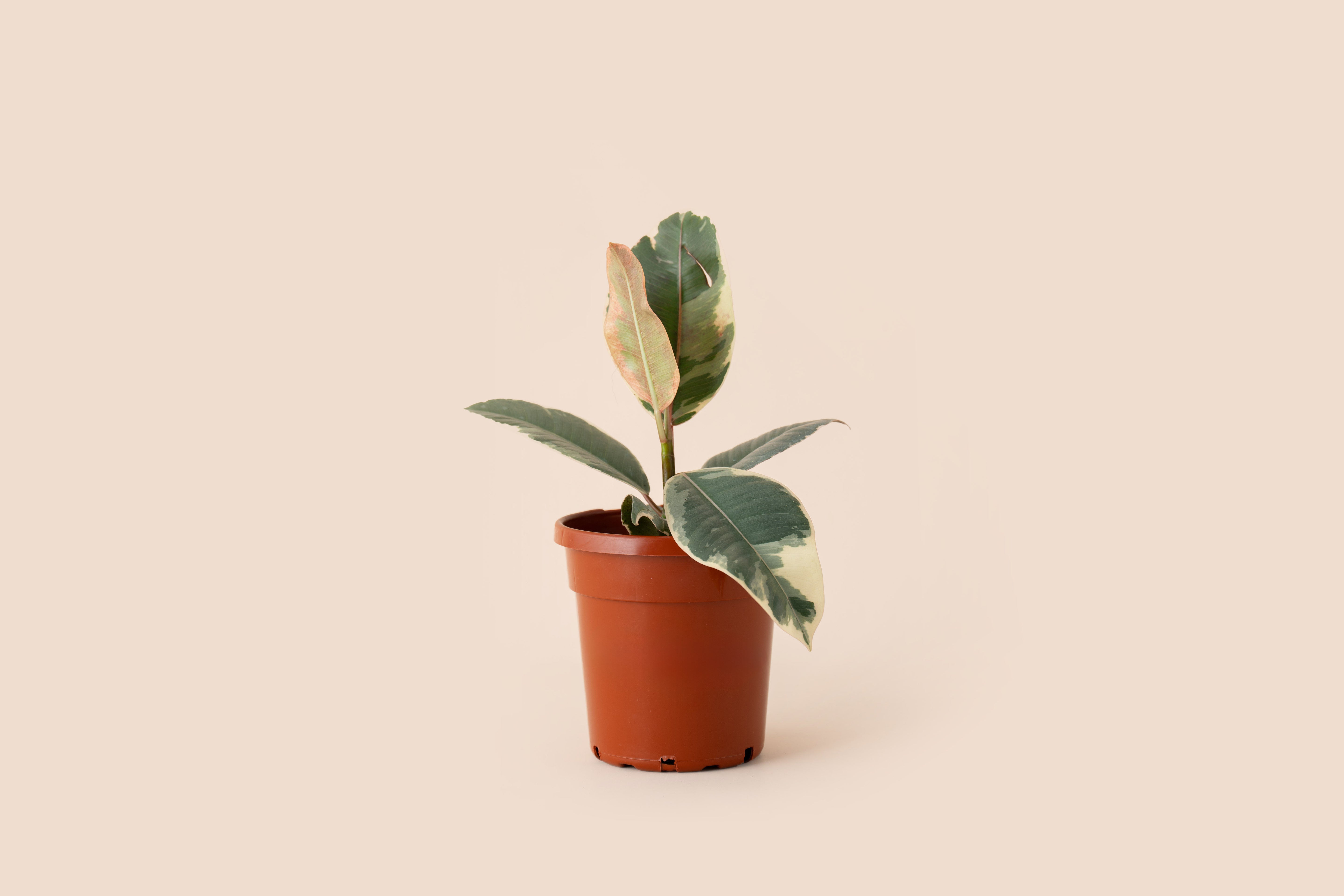 4" Ficus Tineke Rubber