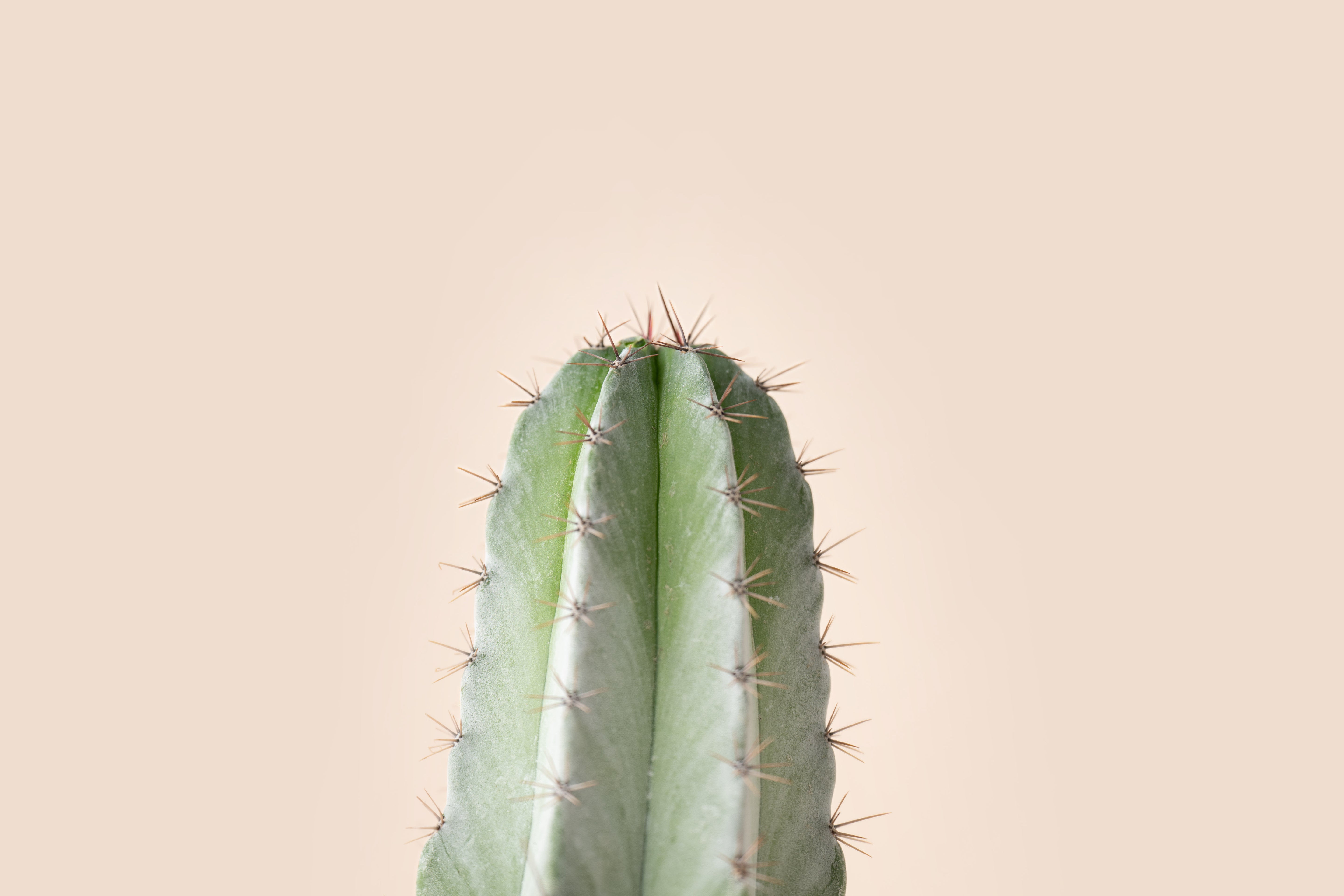 4" Organ Pipe Cactus