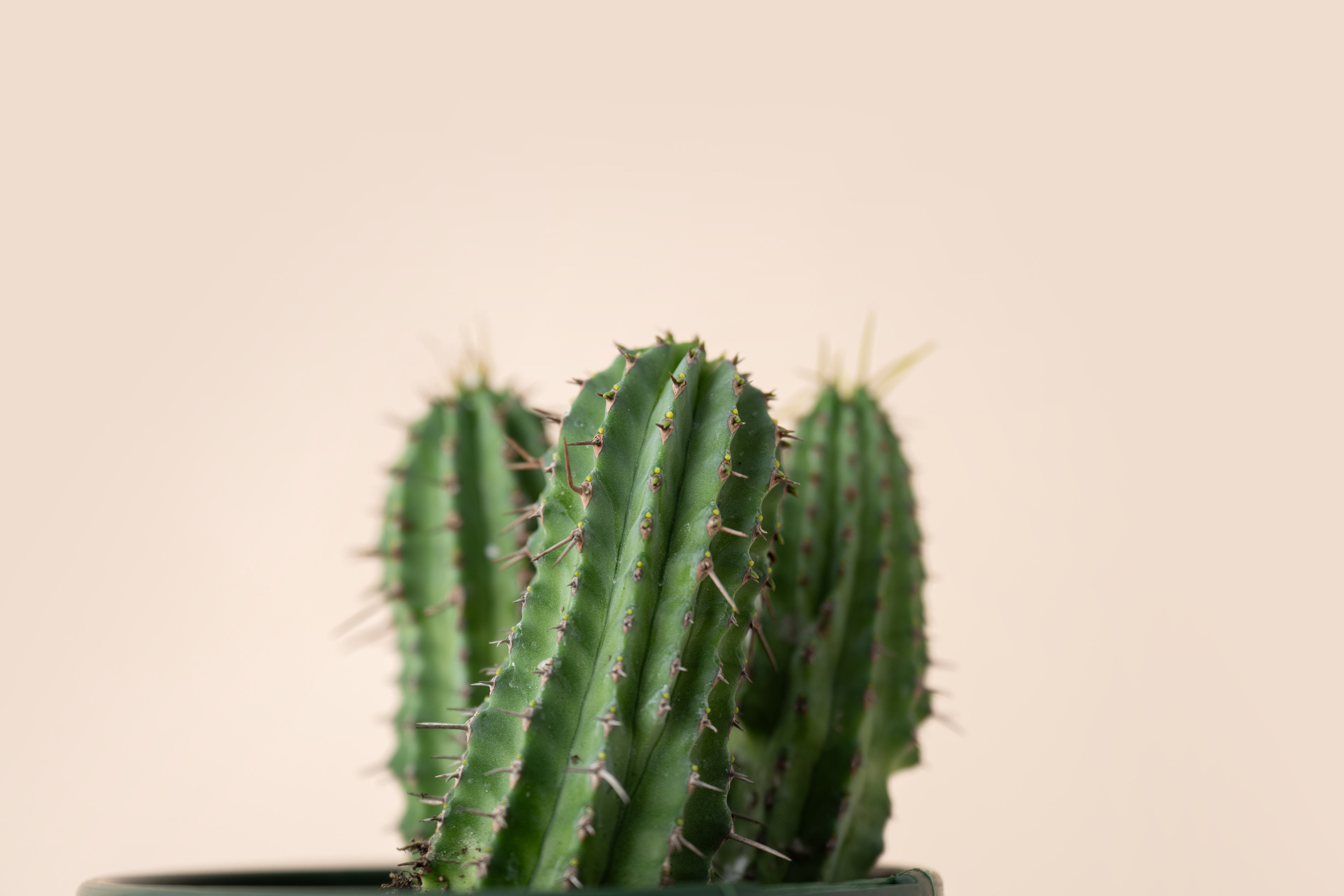 4" Milk Barrel Cactus