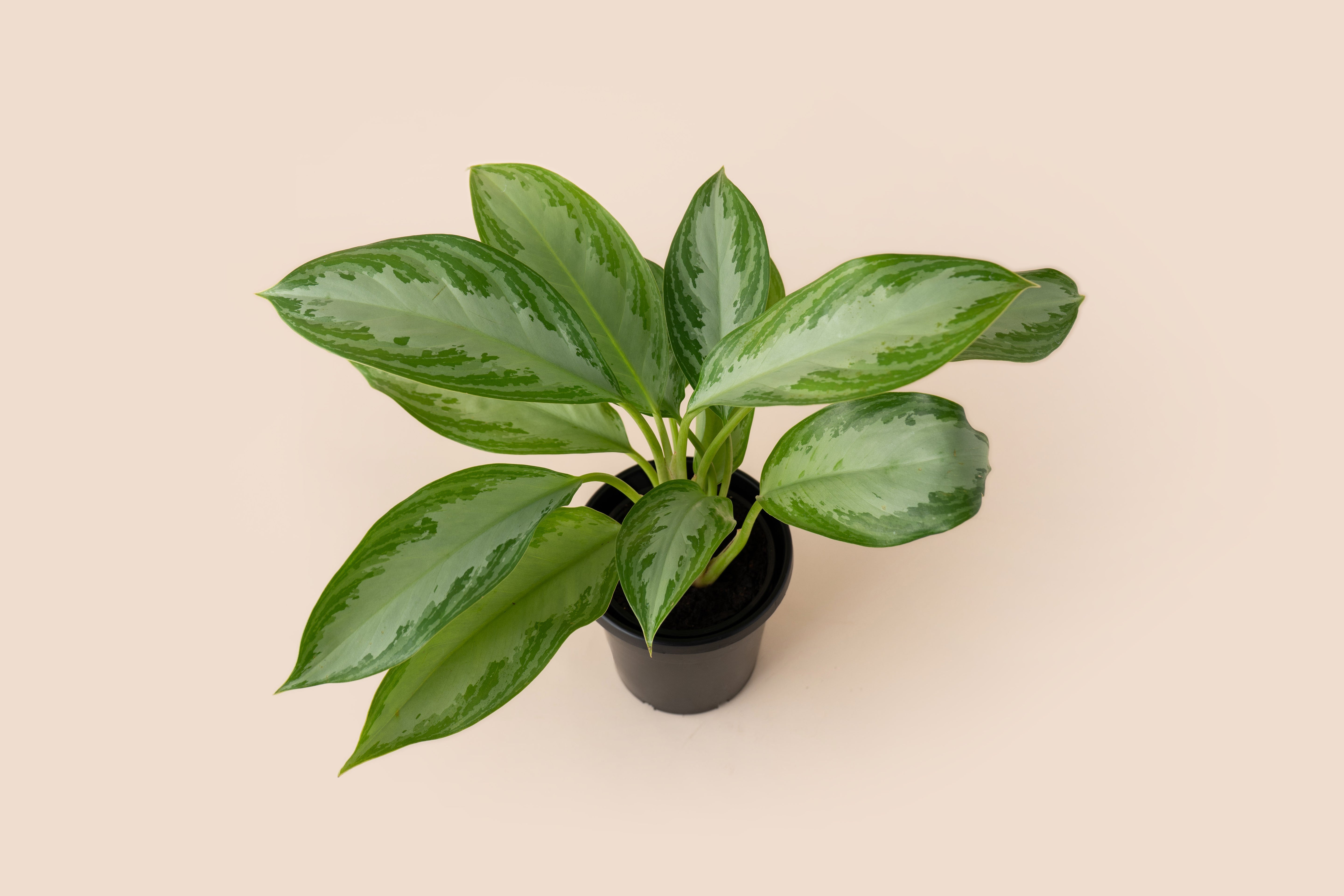 4" Aglaonema Silver Bay