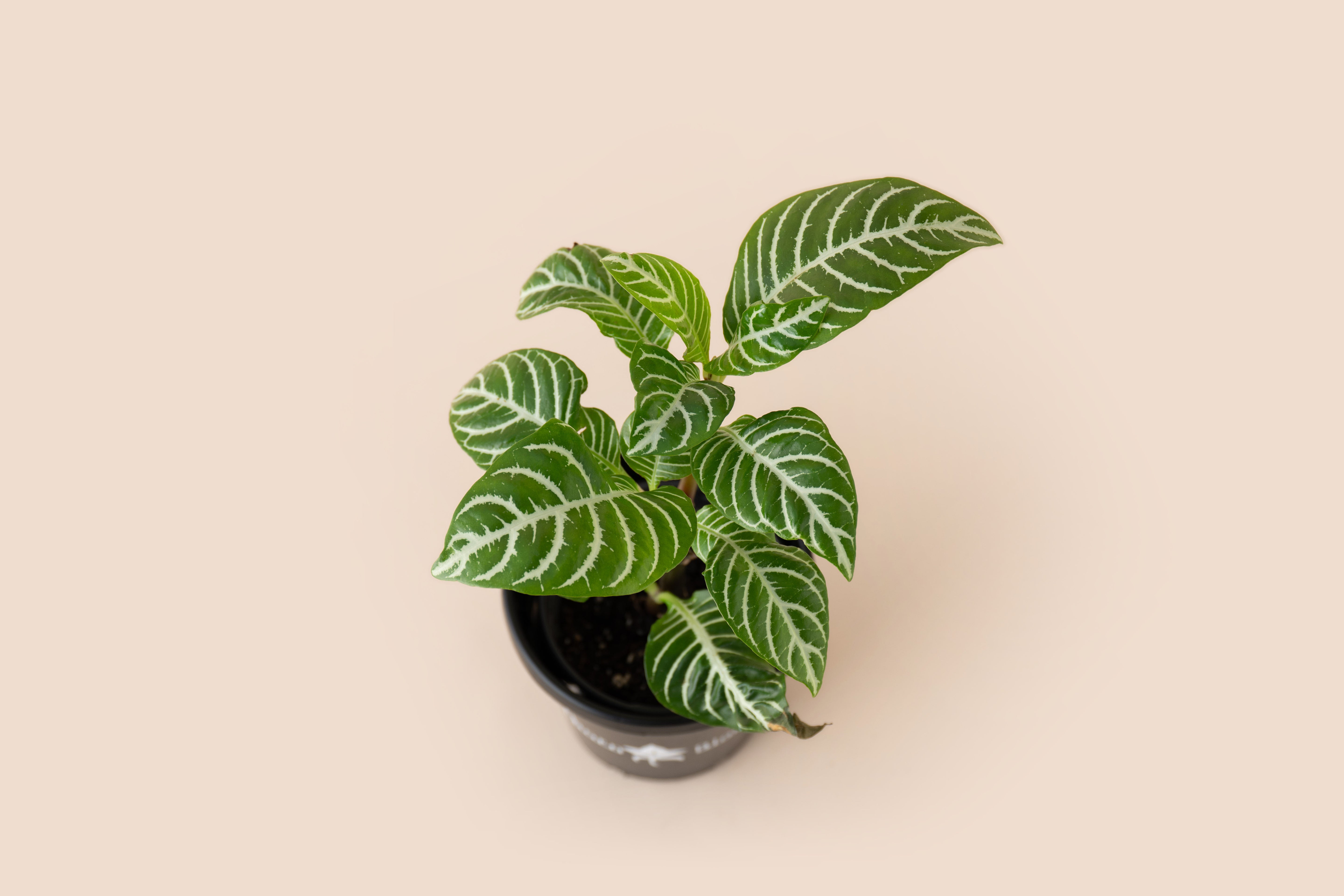 4" Zebra Plant