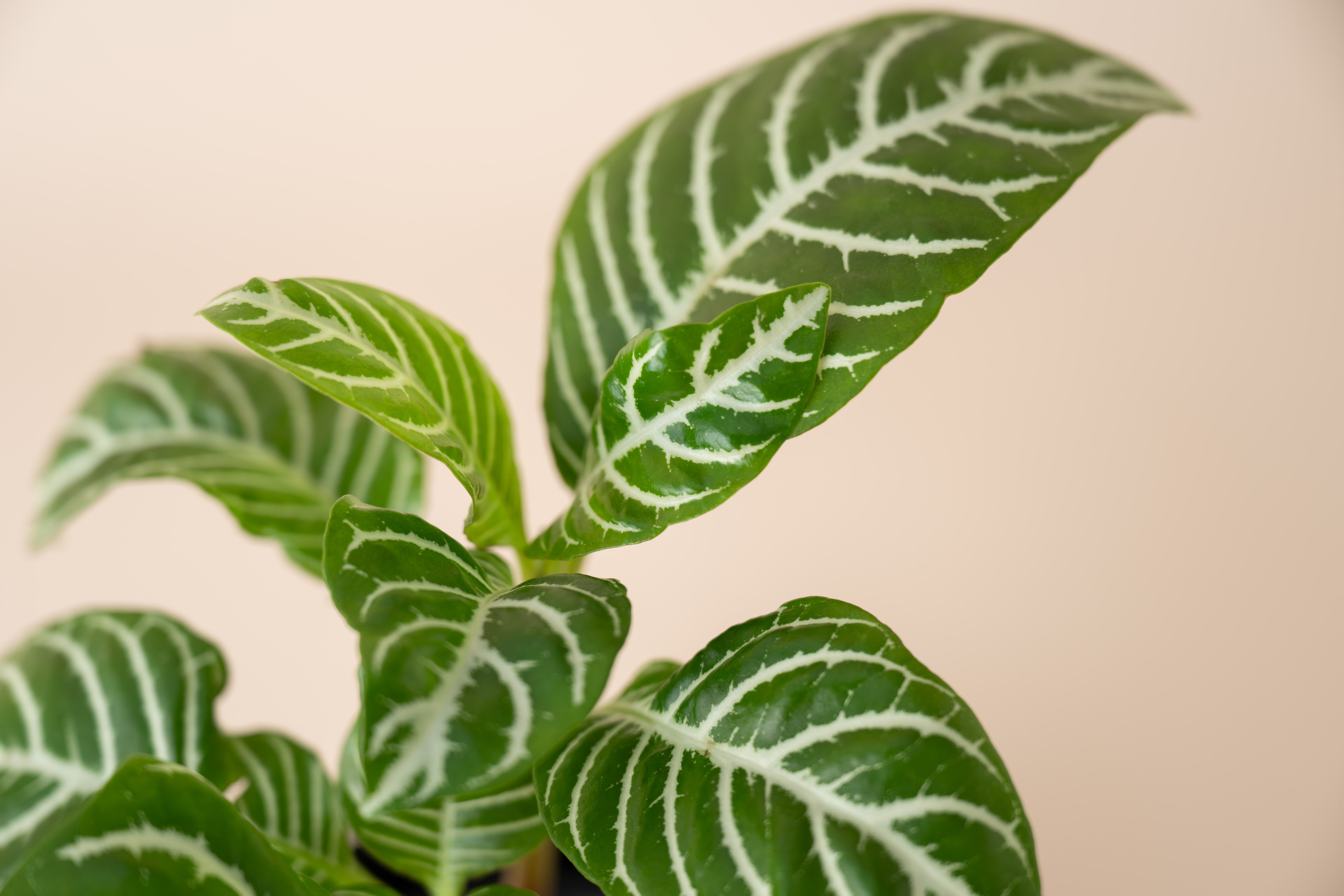 4" Zebra Plant