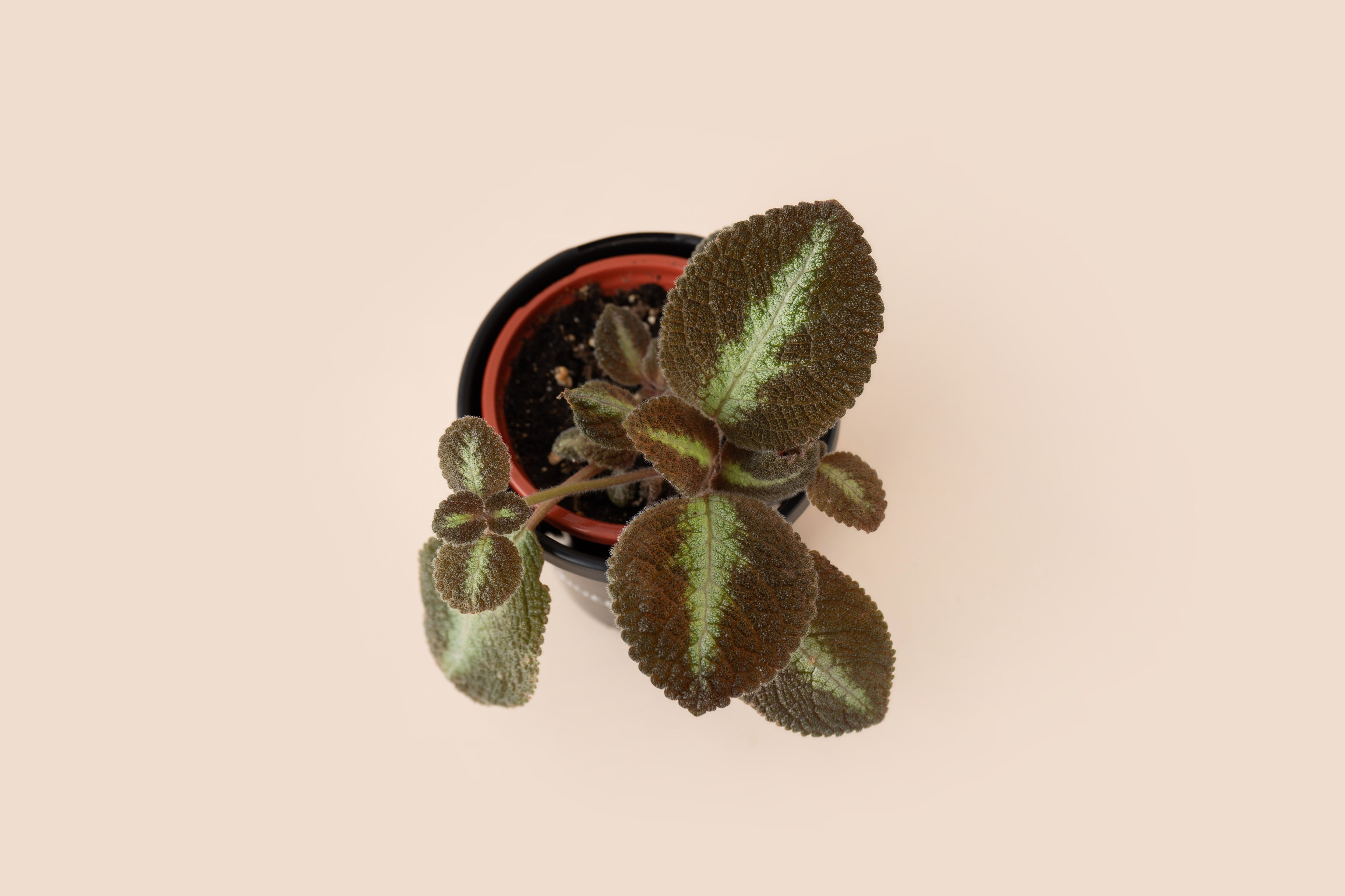 4" Episcia