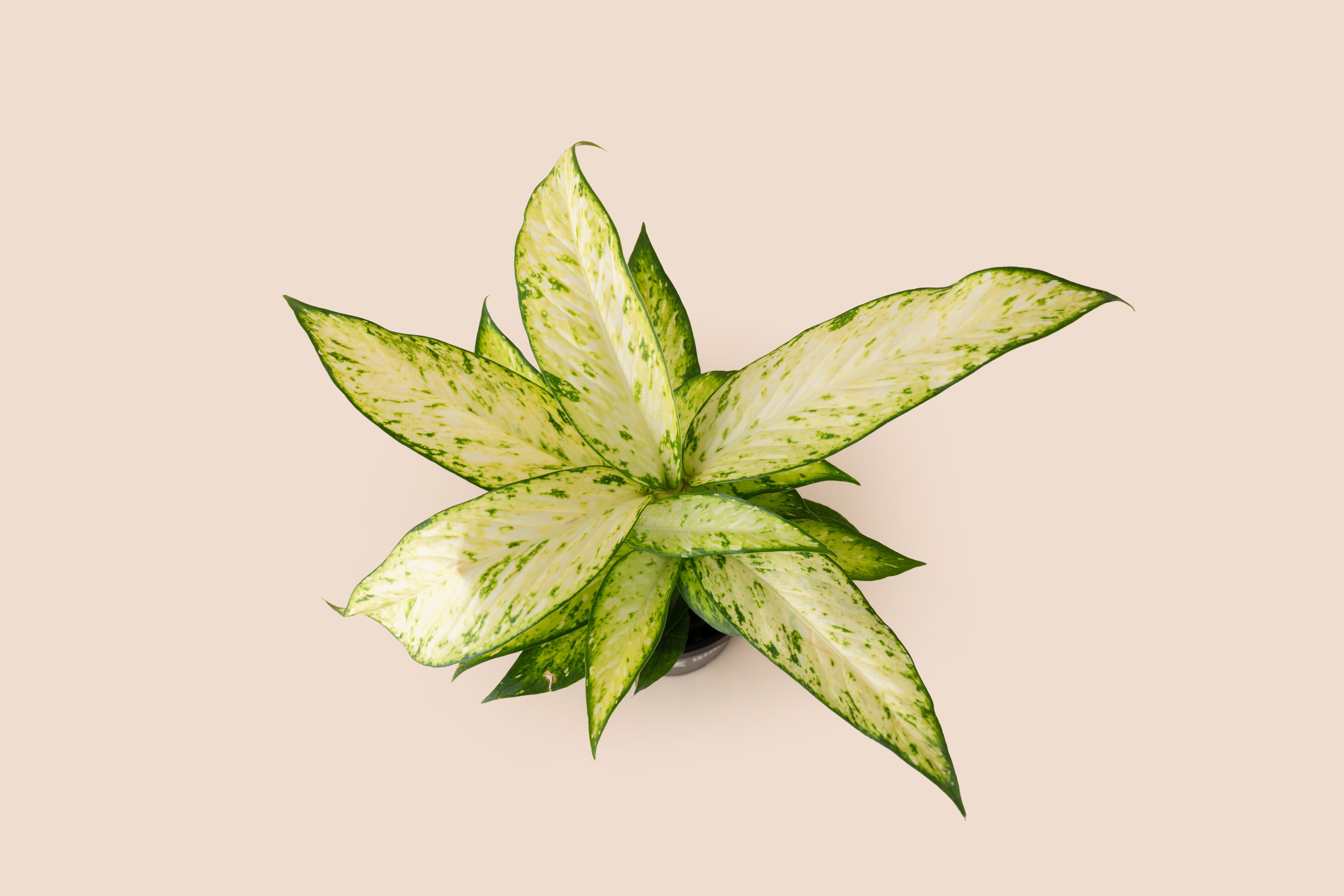 4" Dieffenbachia Starbright
