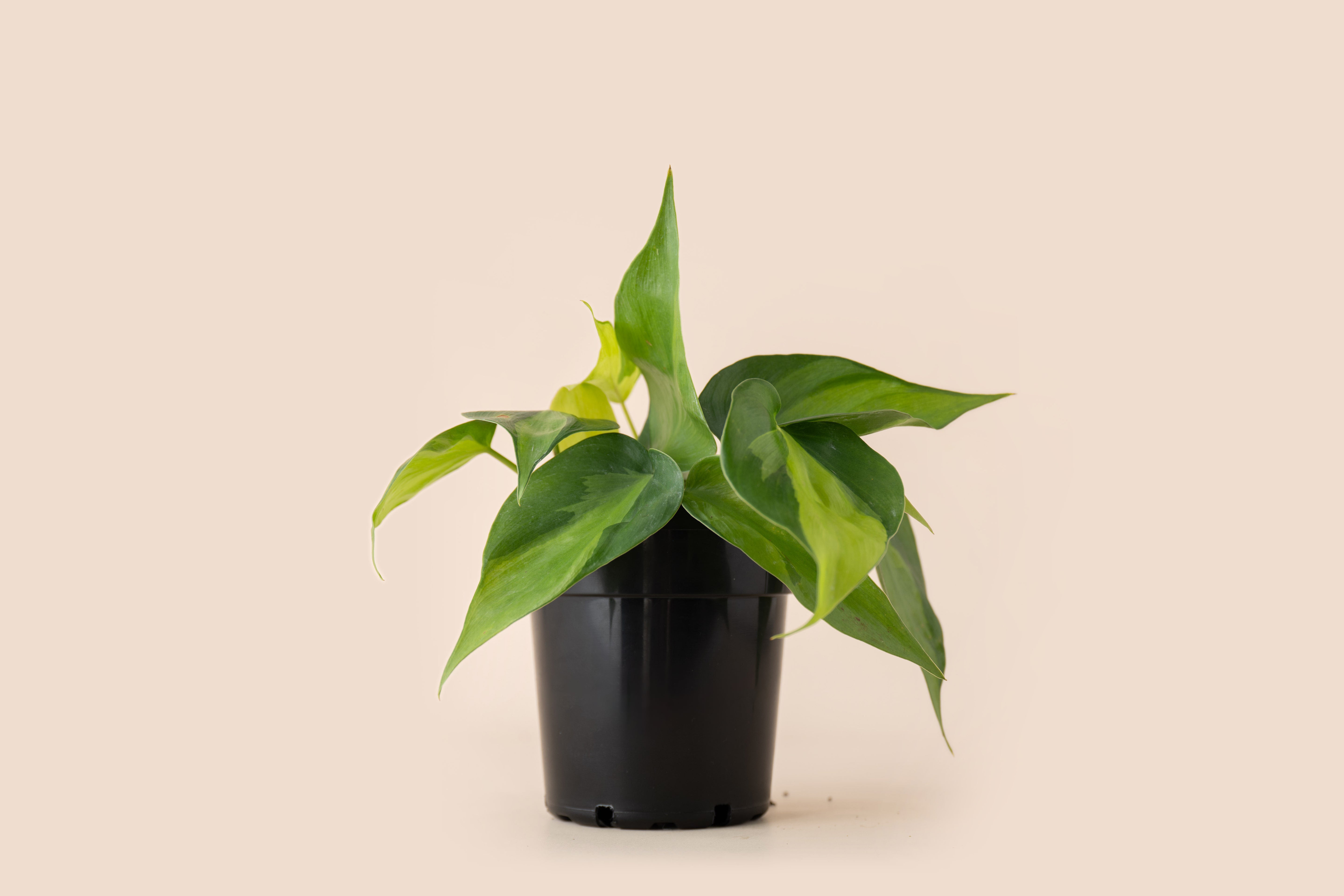 4" Philodendron Brasil