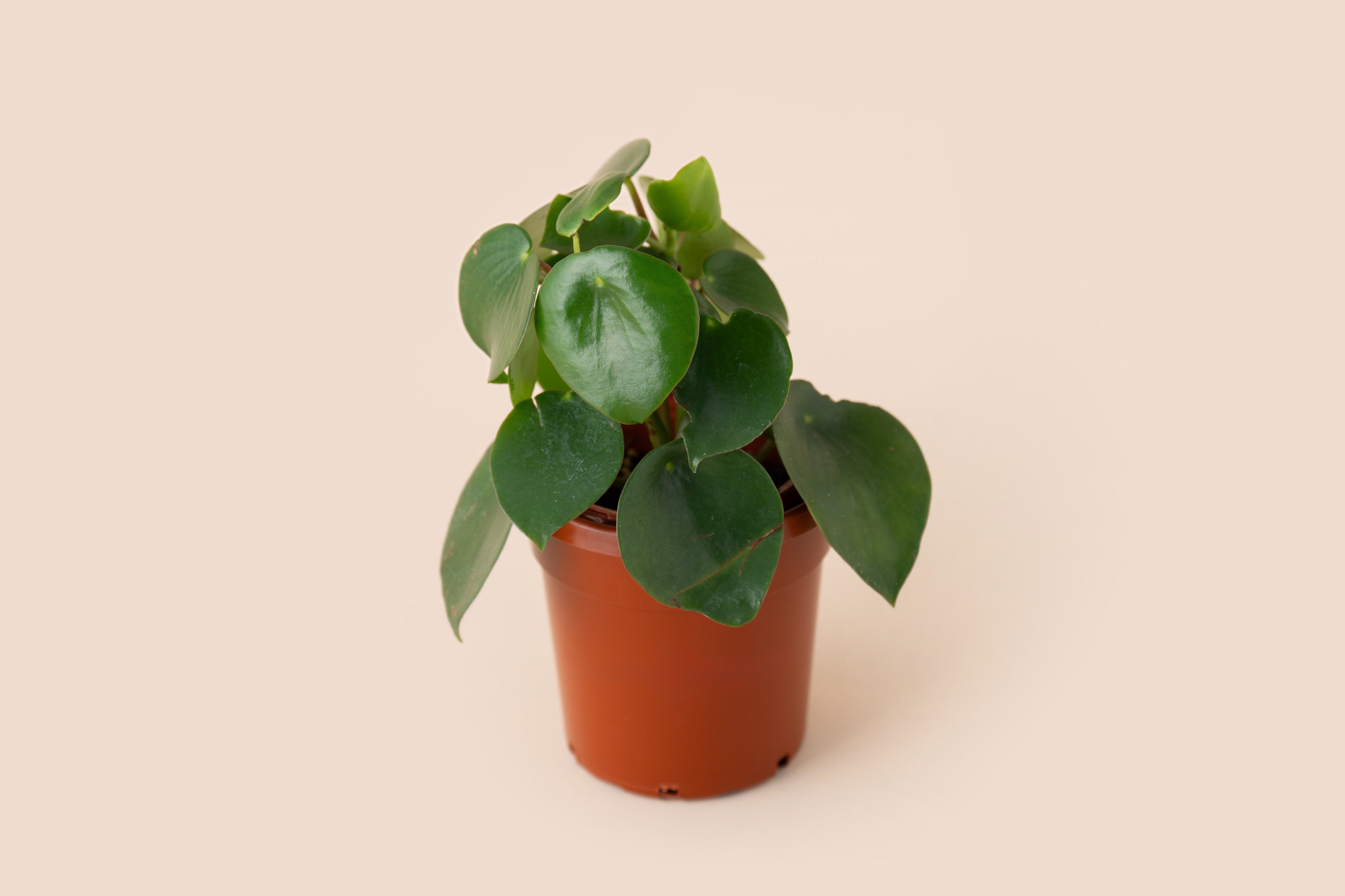 4" Pilea Teardrop