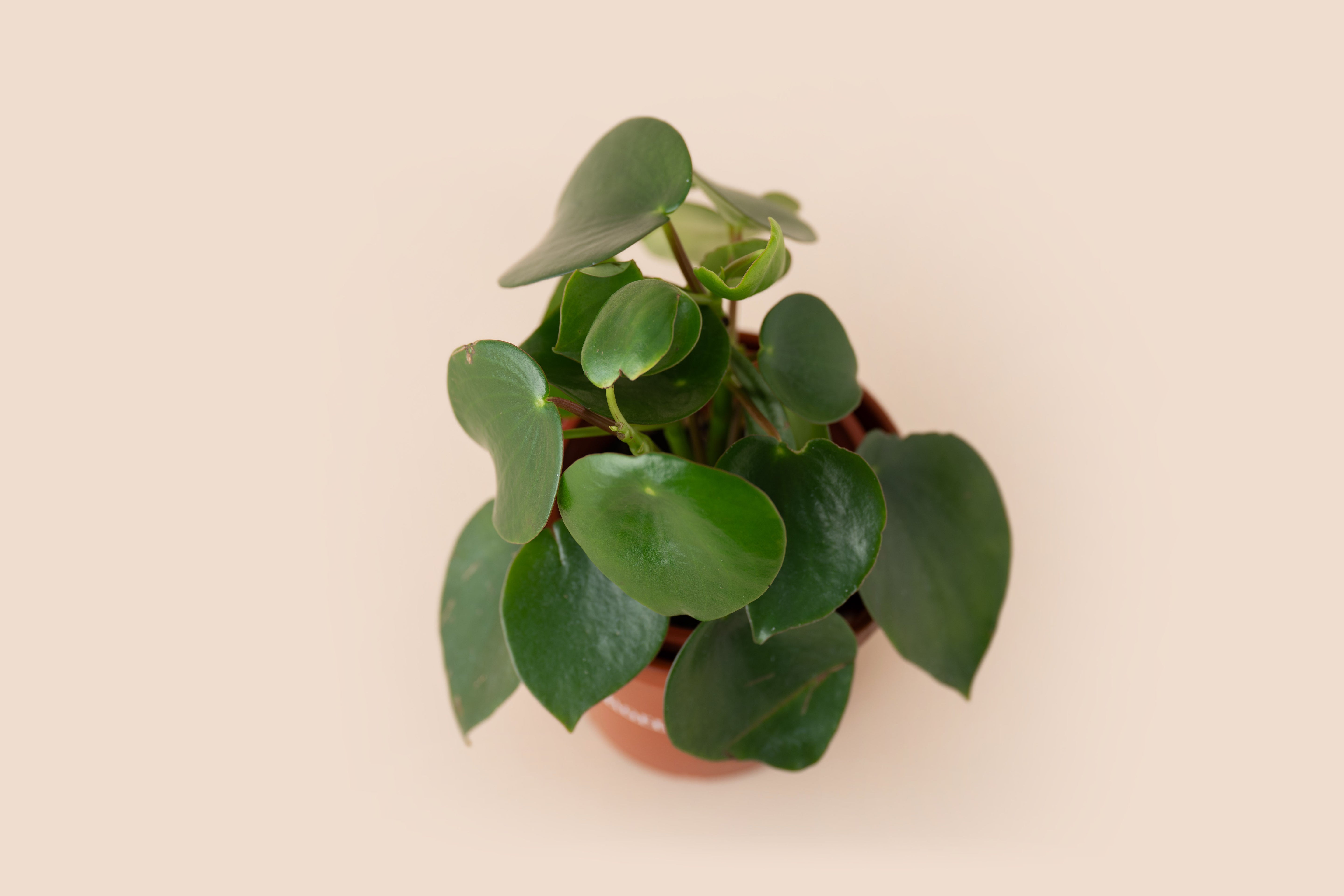 4" Pilea Teardrop