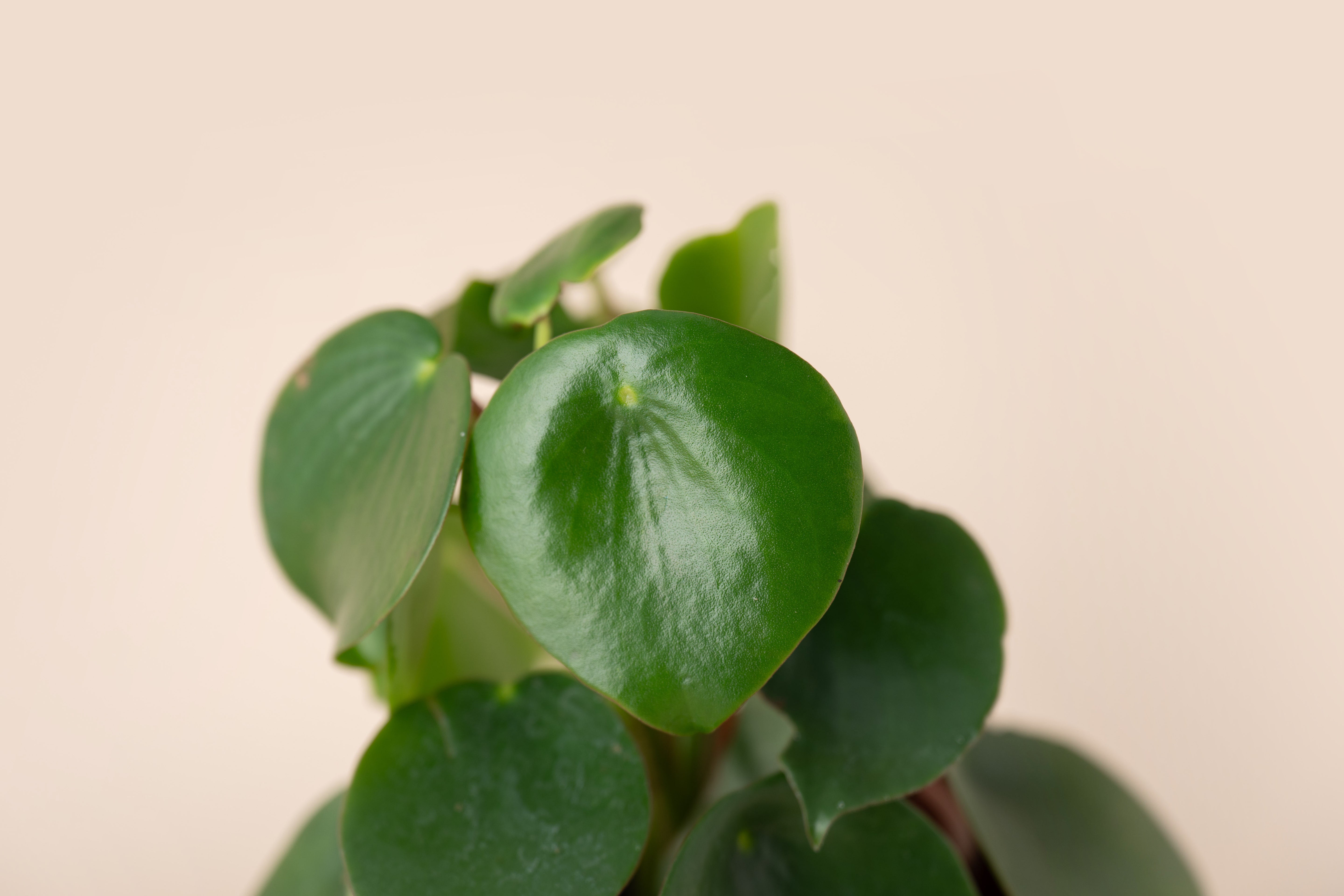 4" Pilea Teardrop