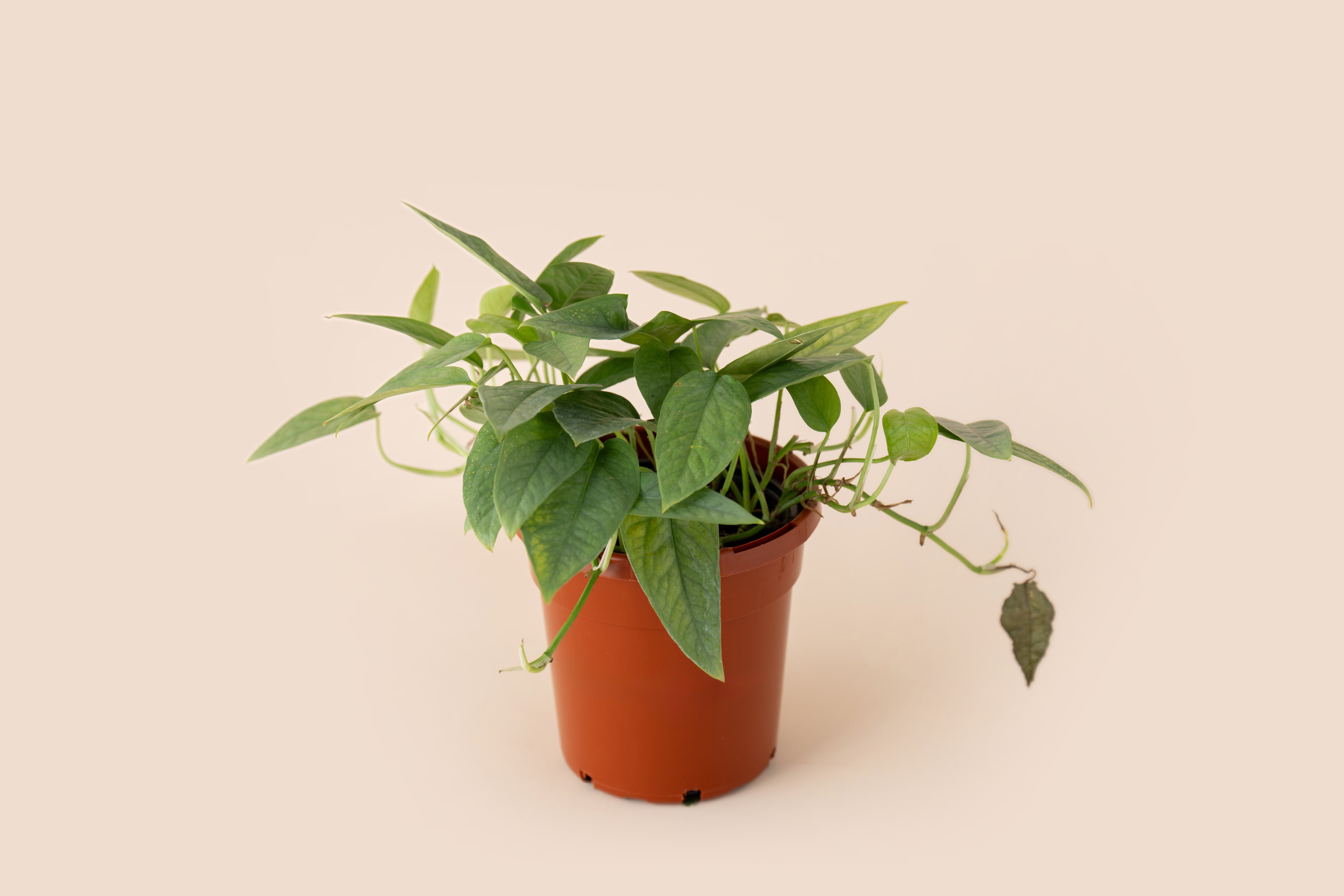 4" Pothos Cebu Blue