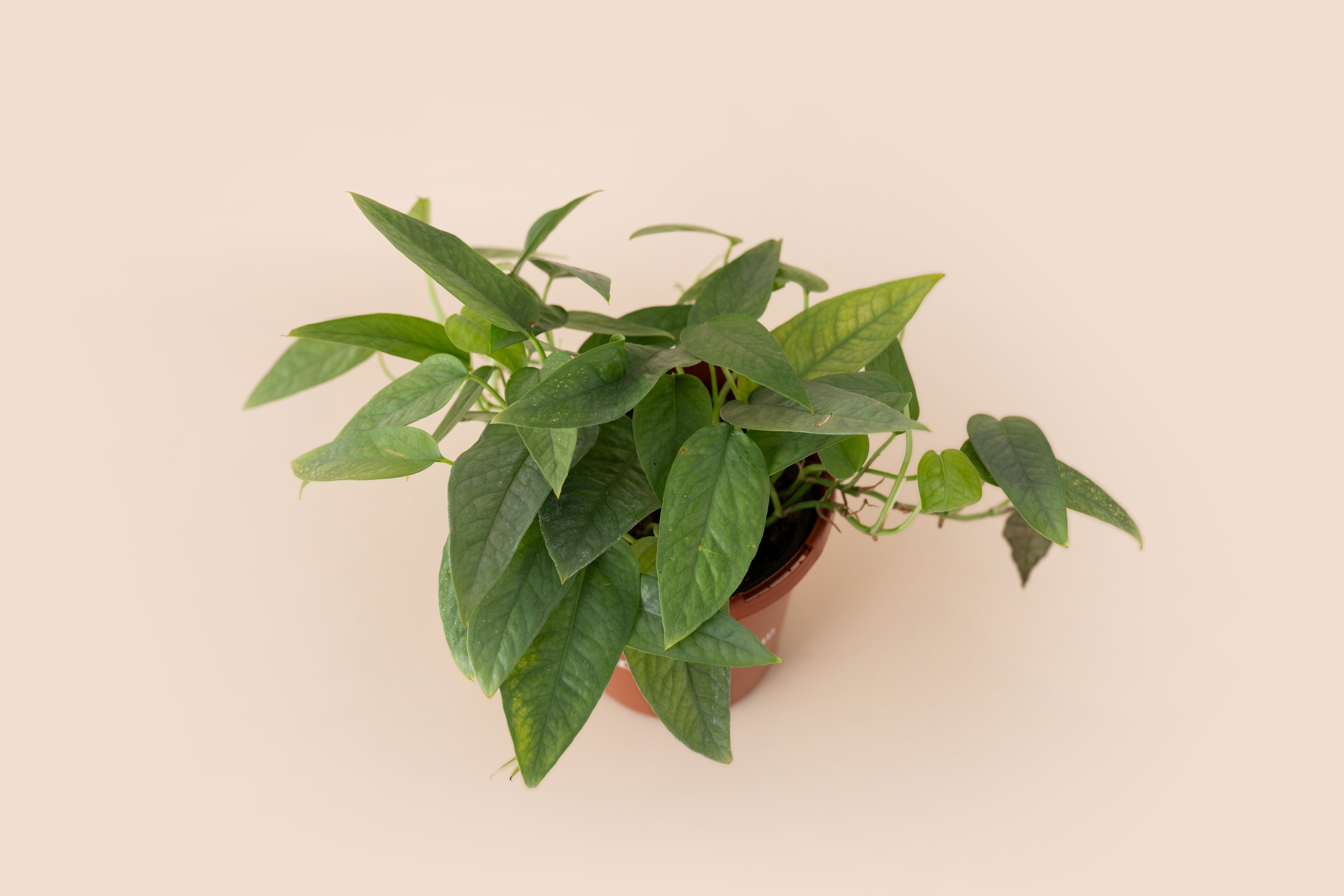4" Pothos Cebu Blue