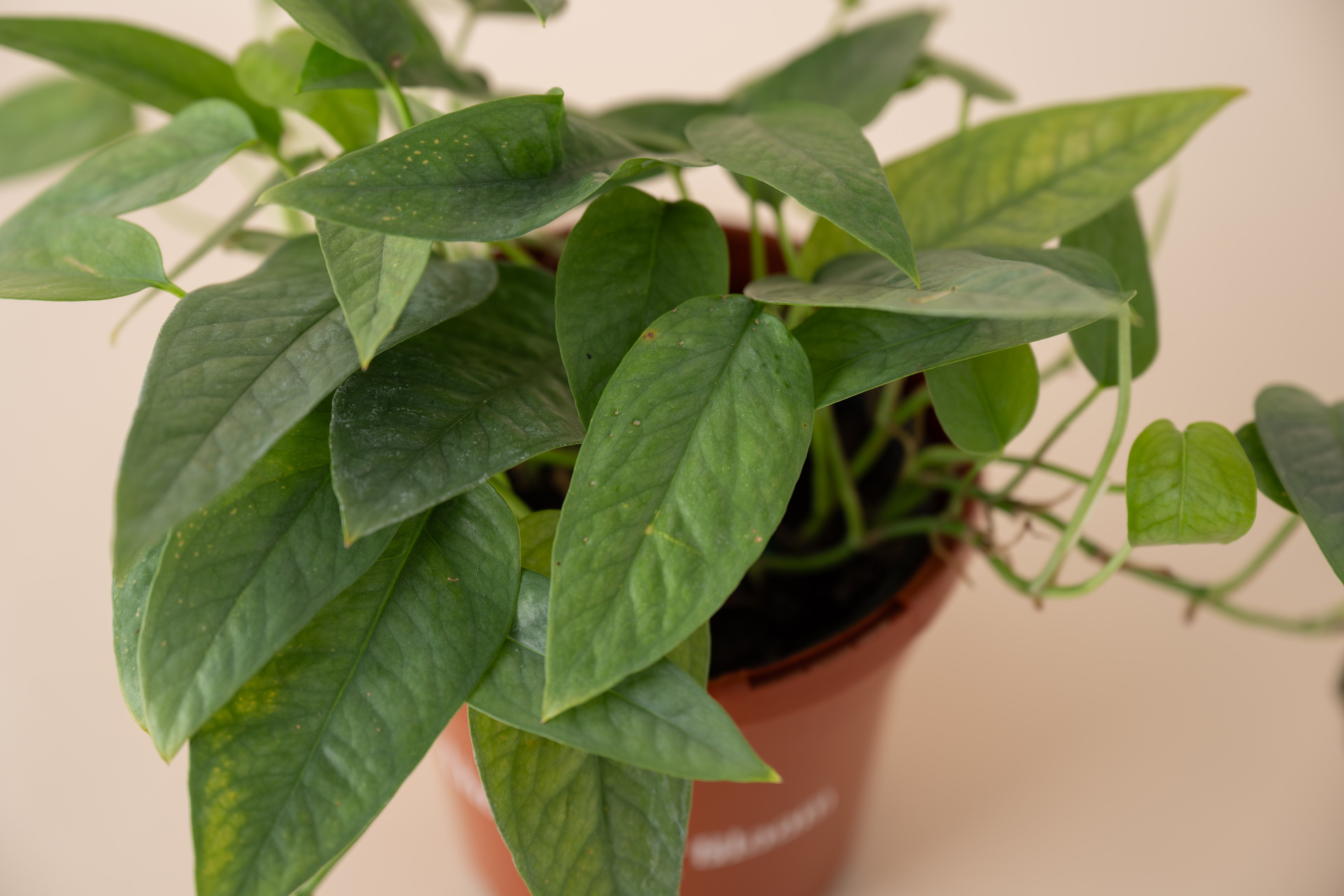 4" Pothos Cebu Blue