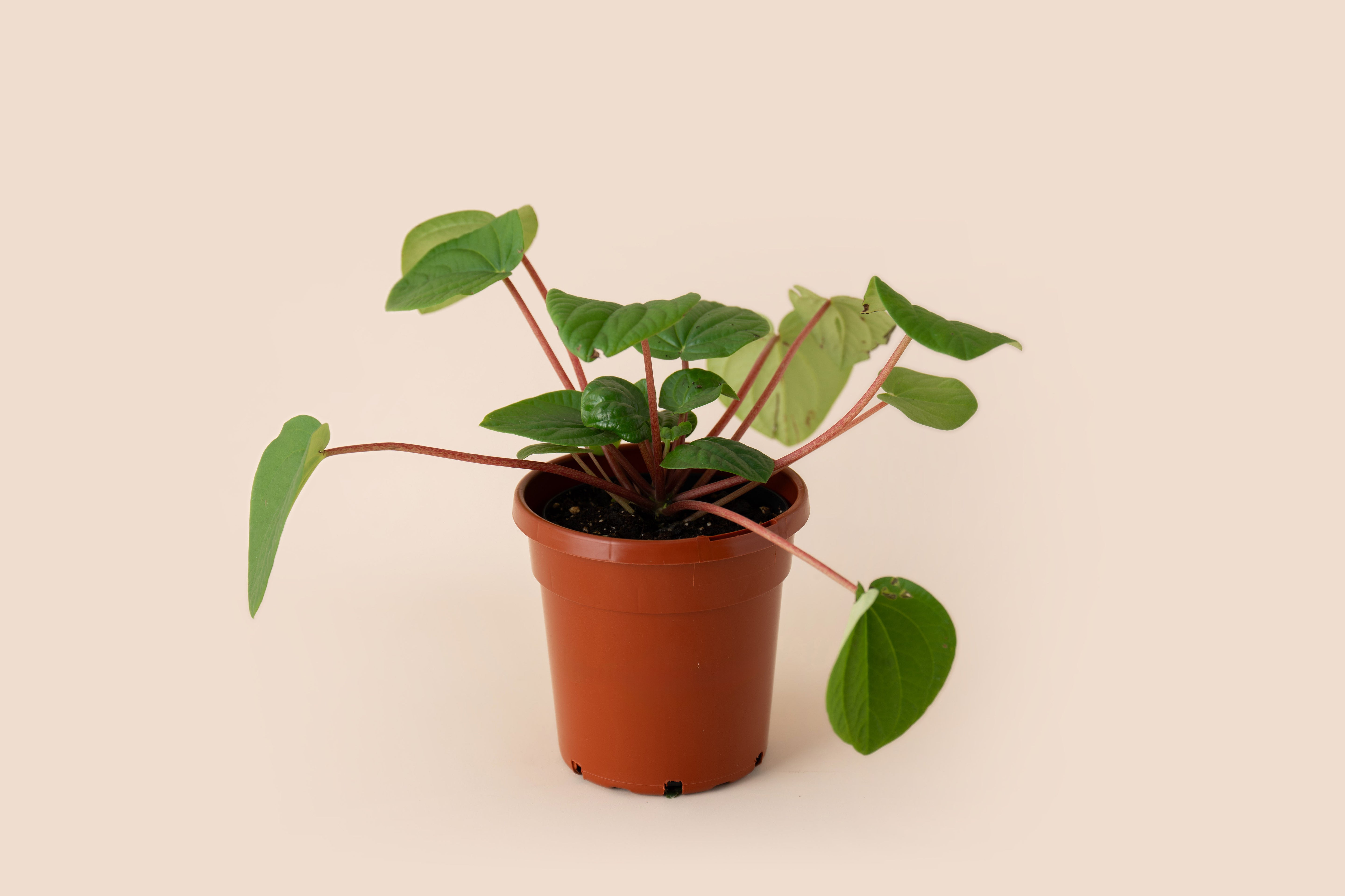 4" Peperomia Watermelon