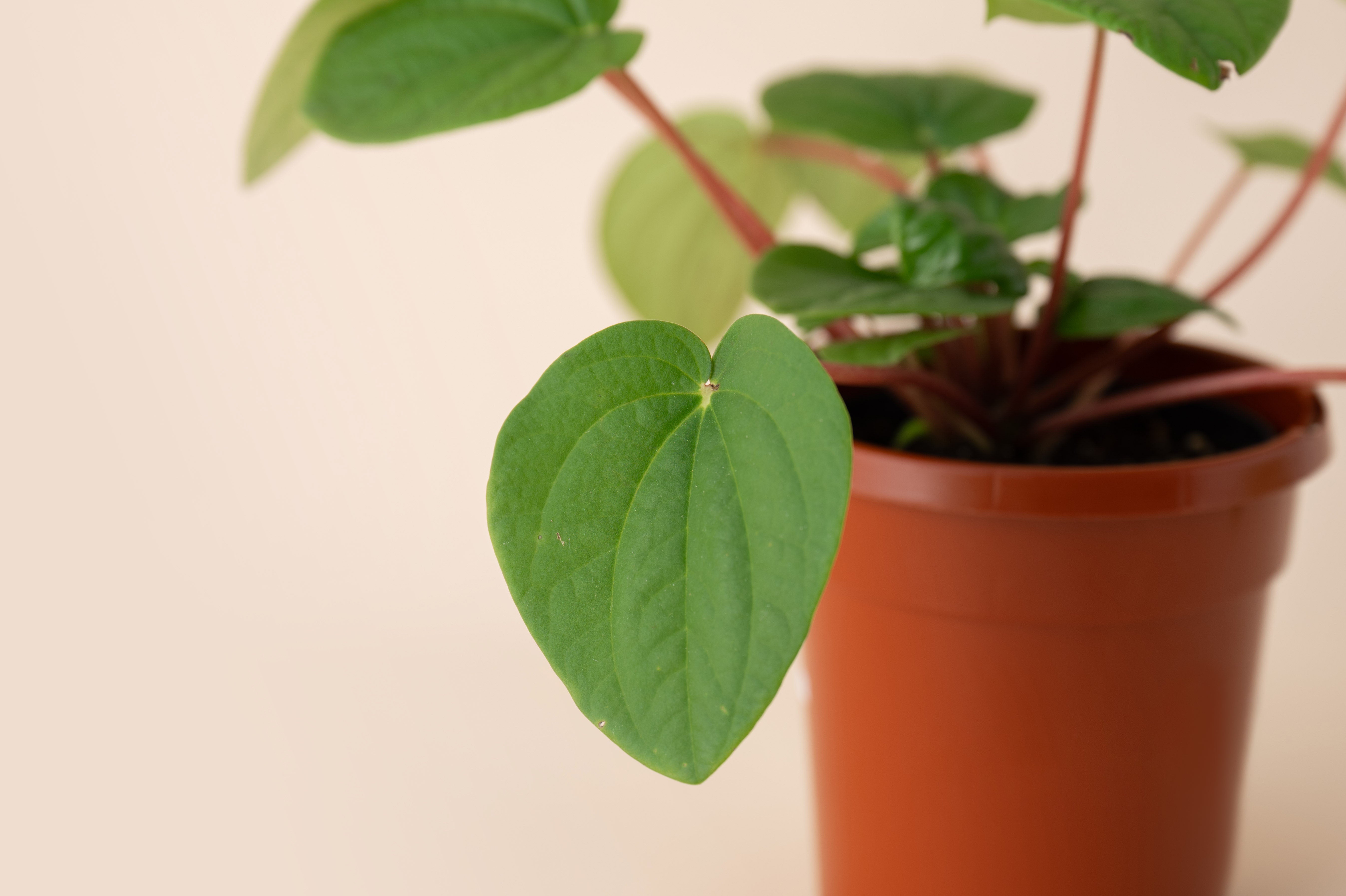 4" Peperomia Watermelon