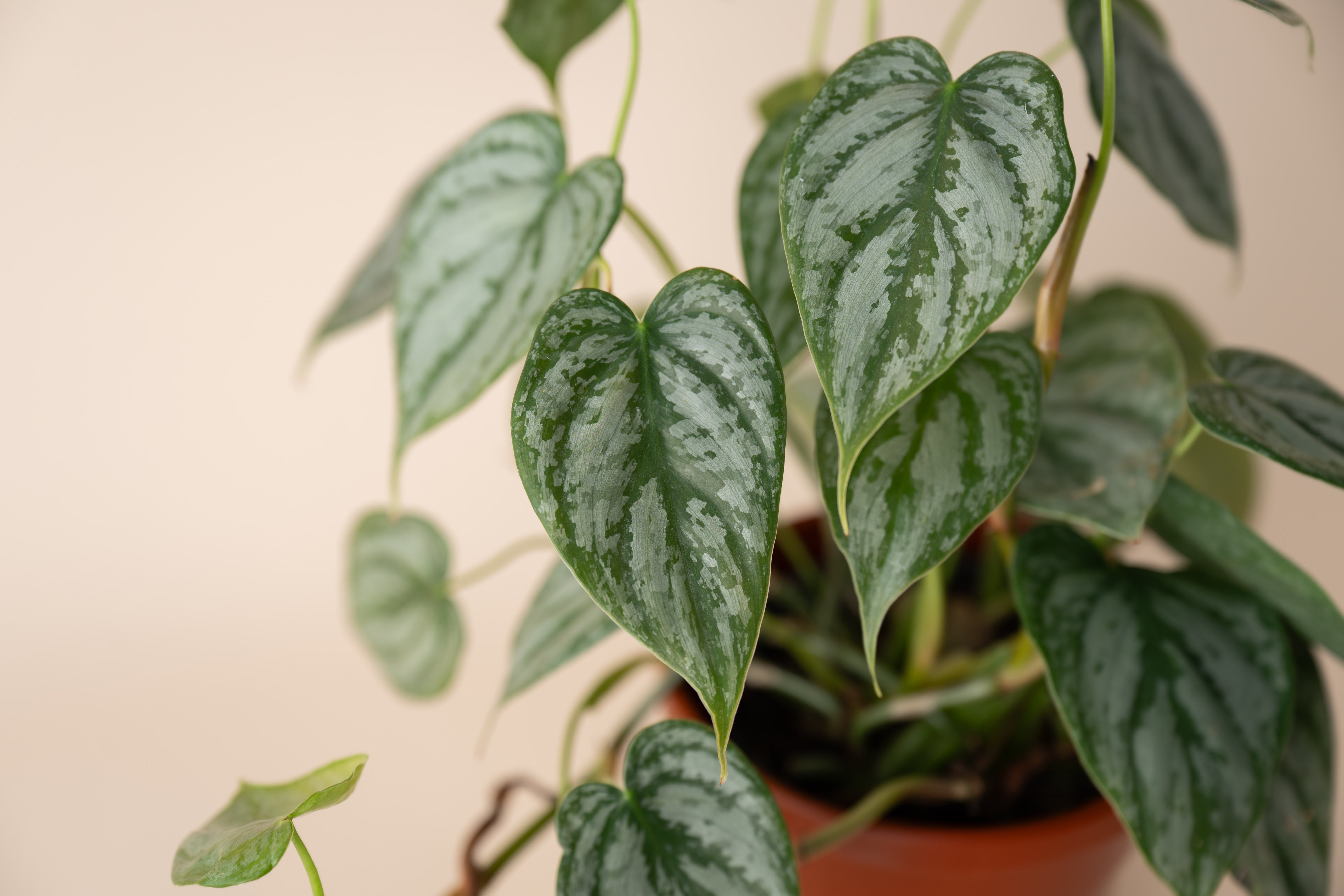 4" Philodendron Brandi