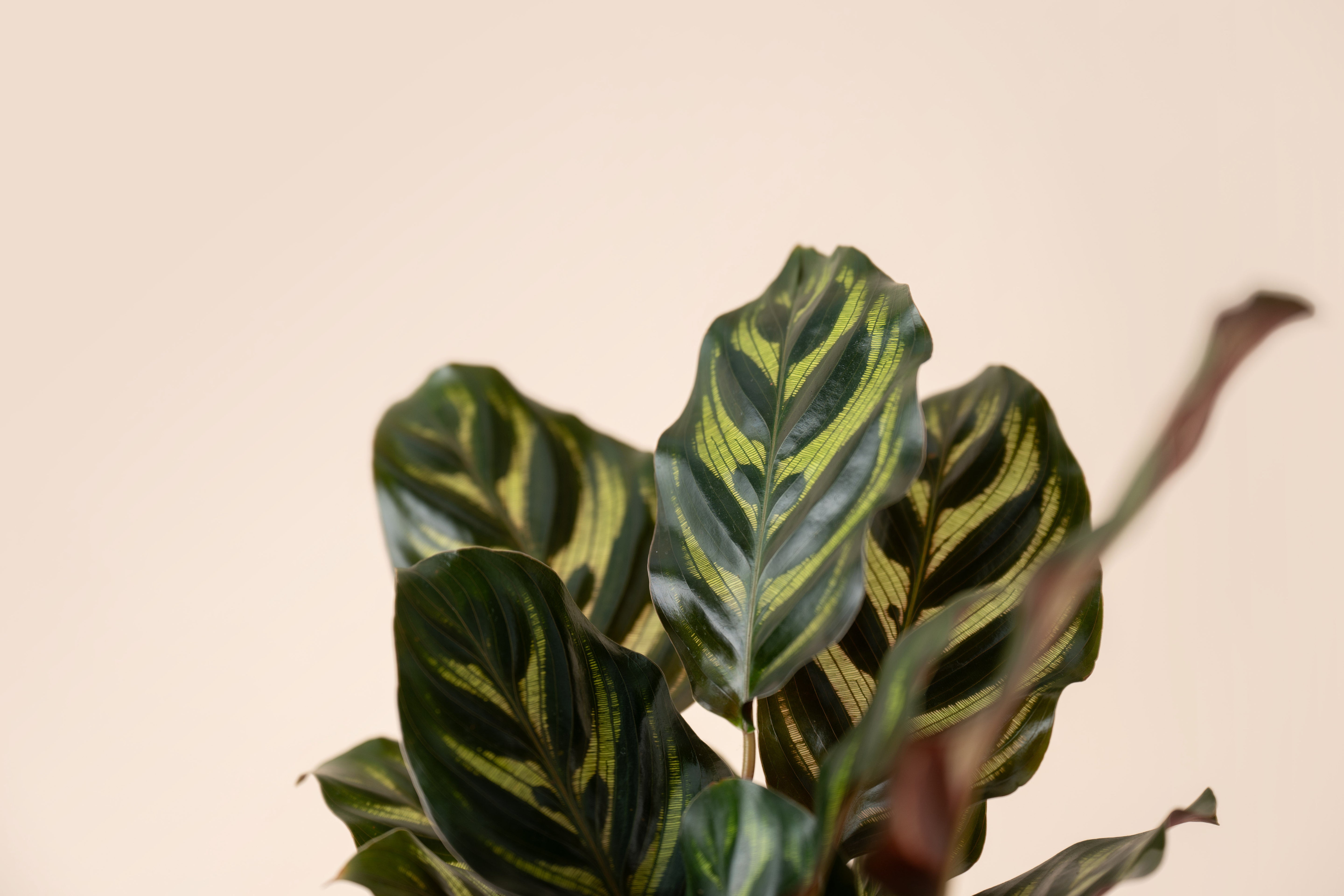 4" Calathea Peacock