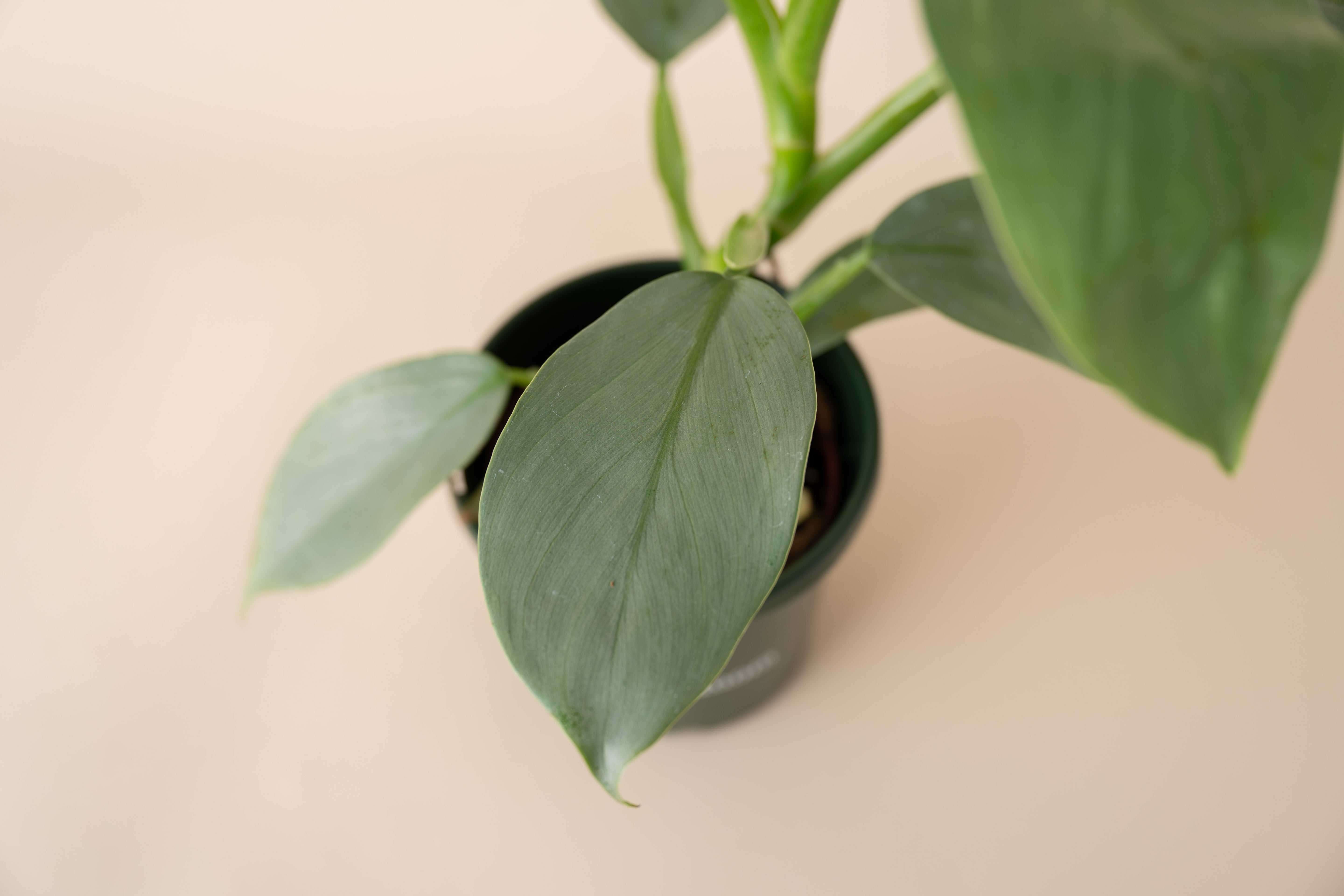 4" Philodendron Silver Sword