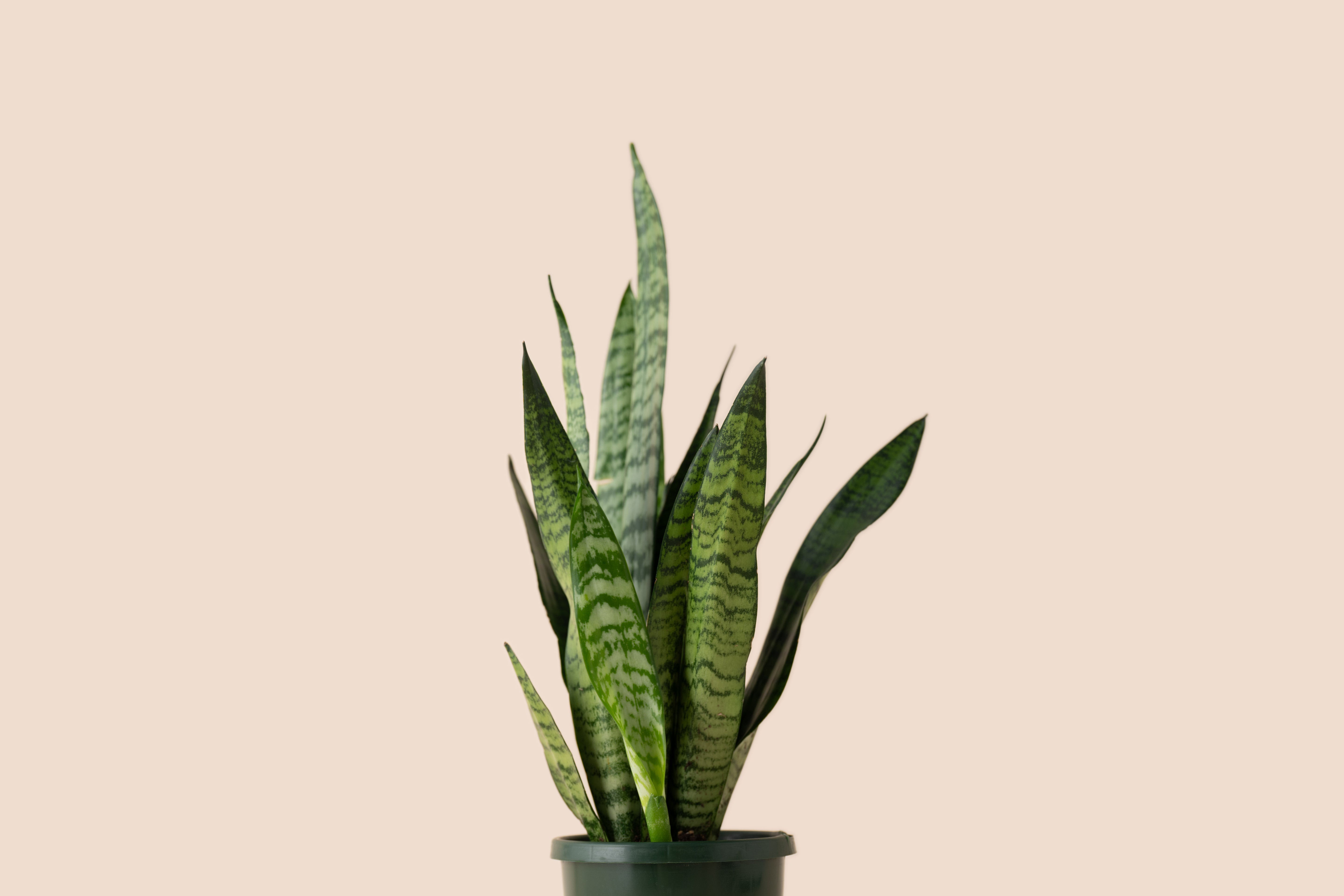 4" Snake Plant Coral