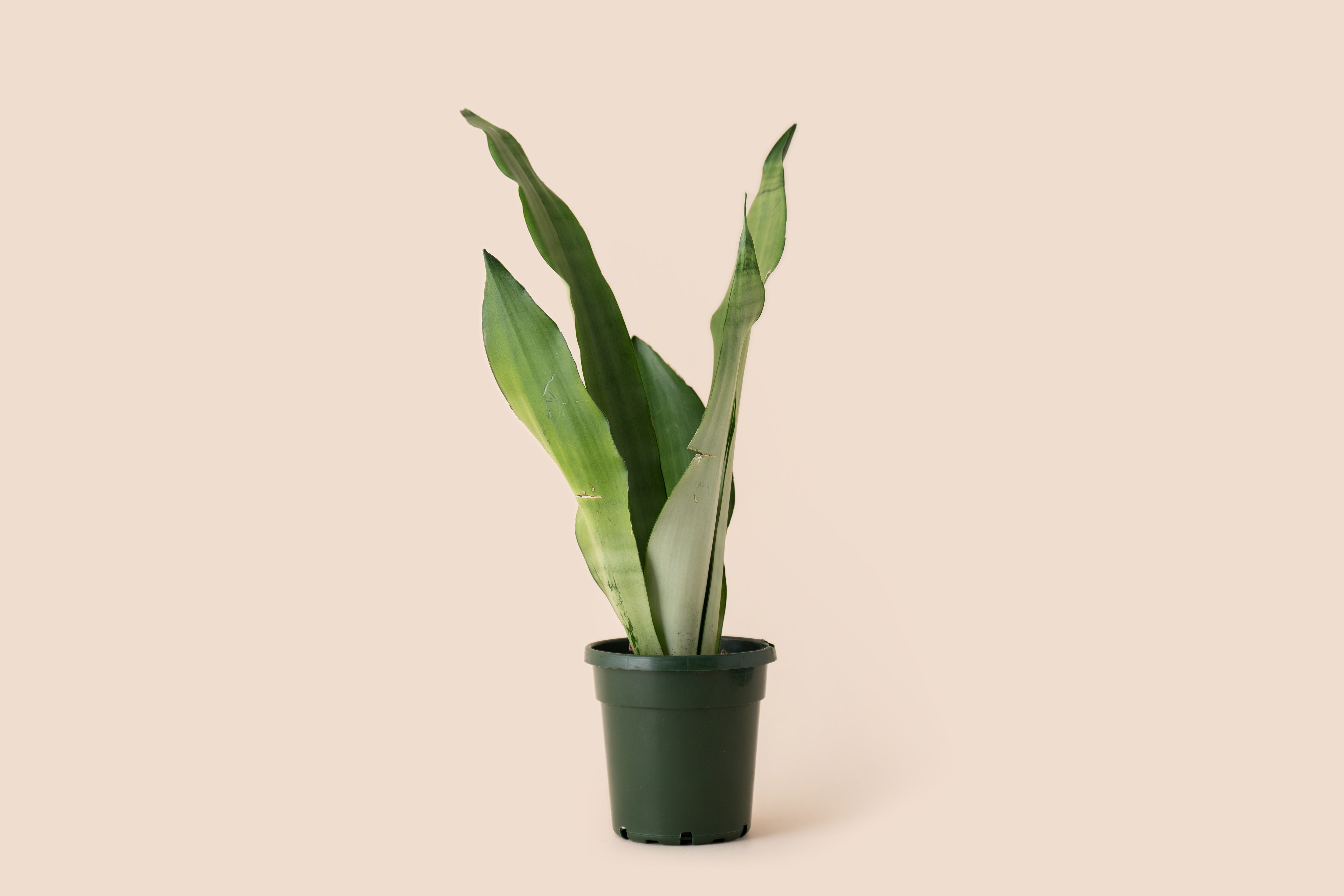 4" Snake Plant Moonshine