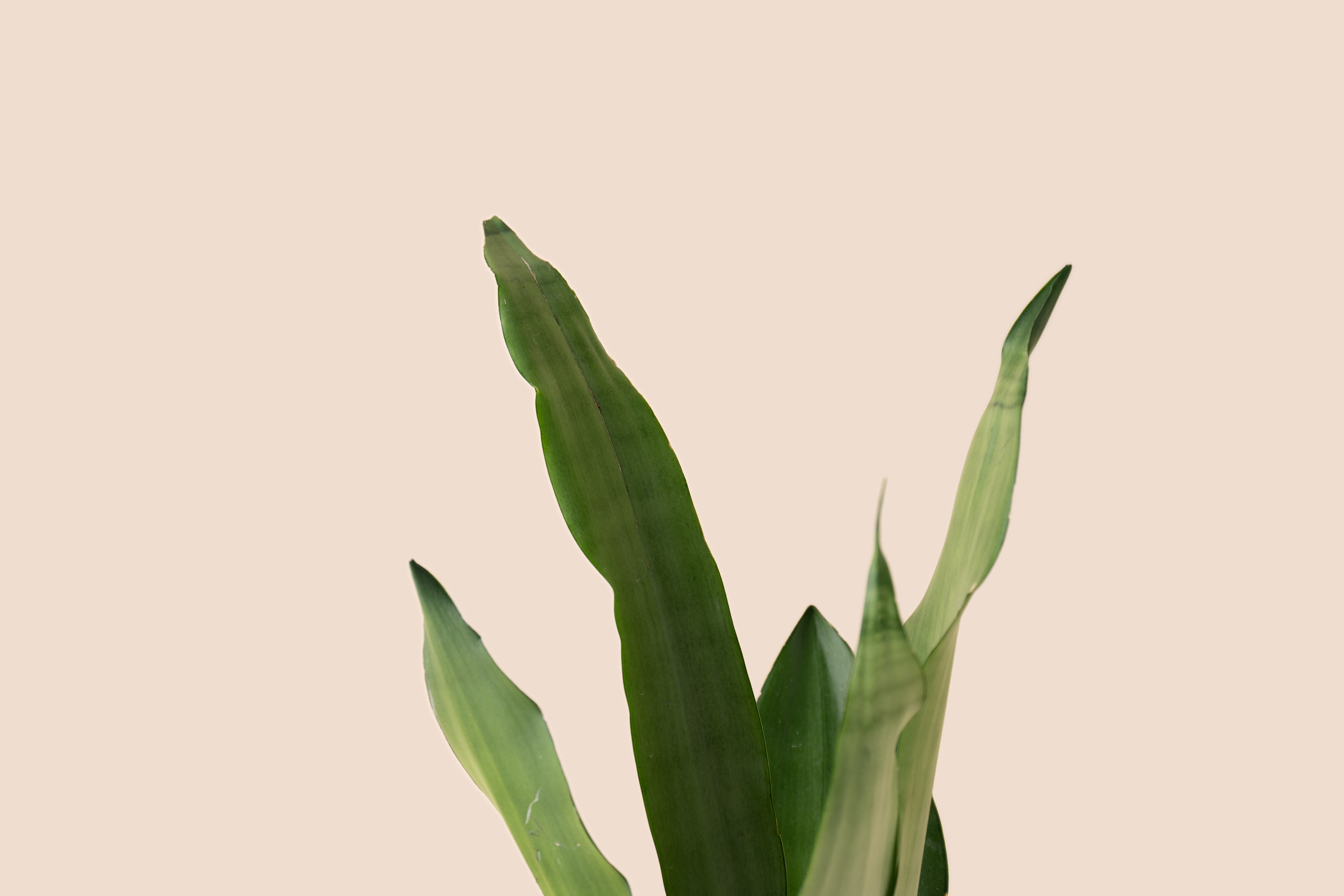 4" Snake Plant Moonshine