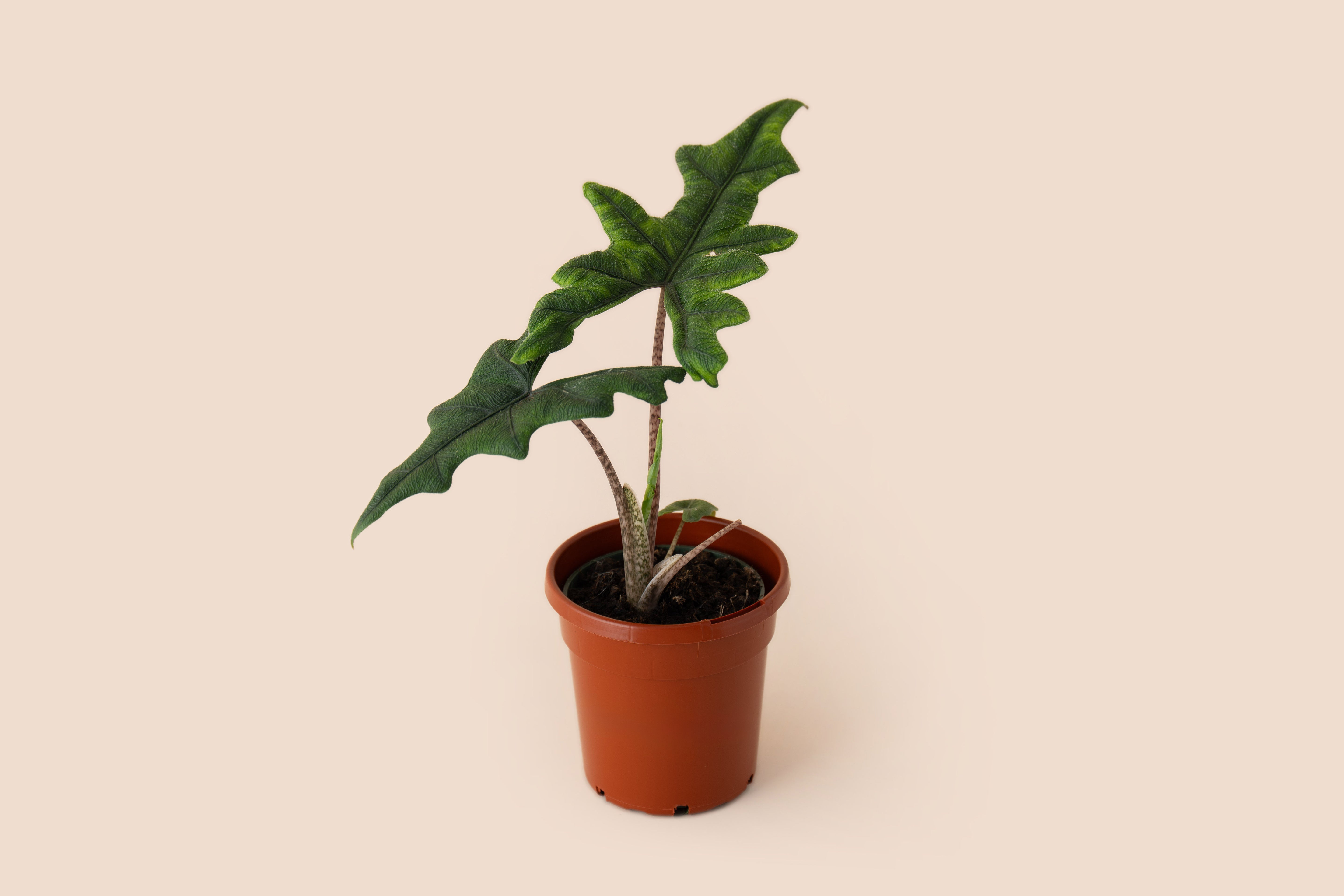 4" Alocasia Jacklyn