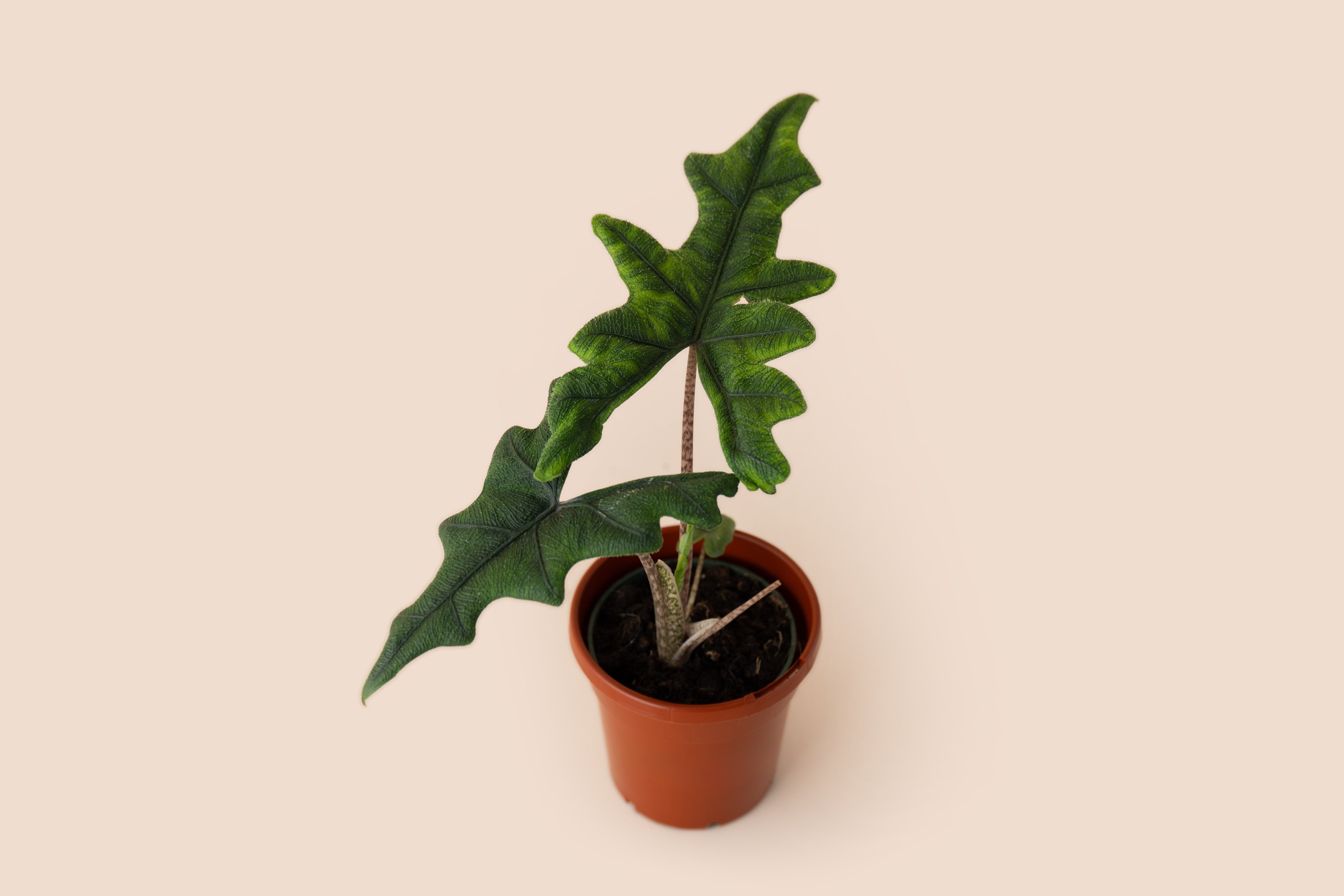 4" Alocasia Jacklyn