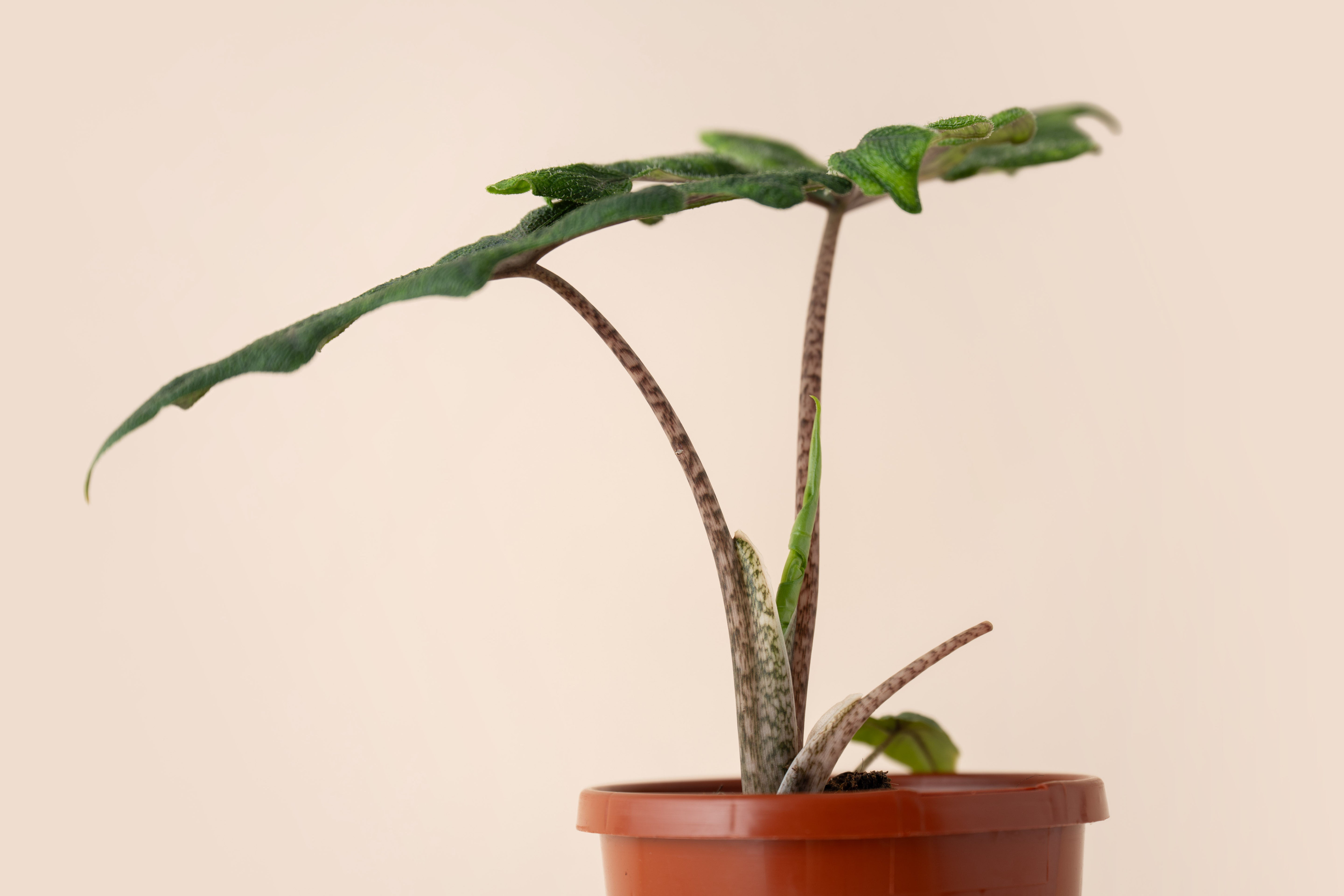 4" Alocasia Jacklyn