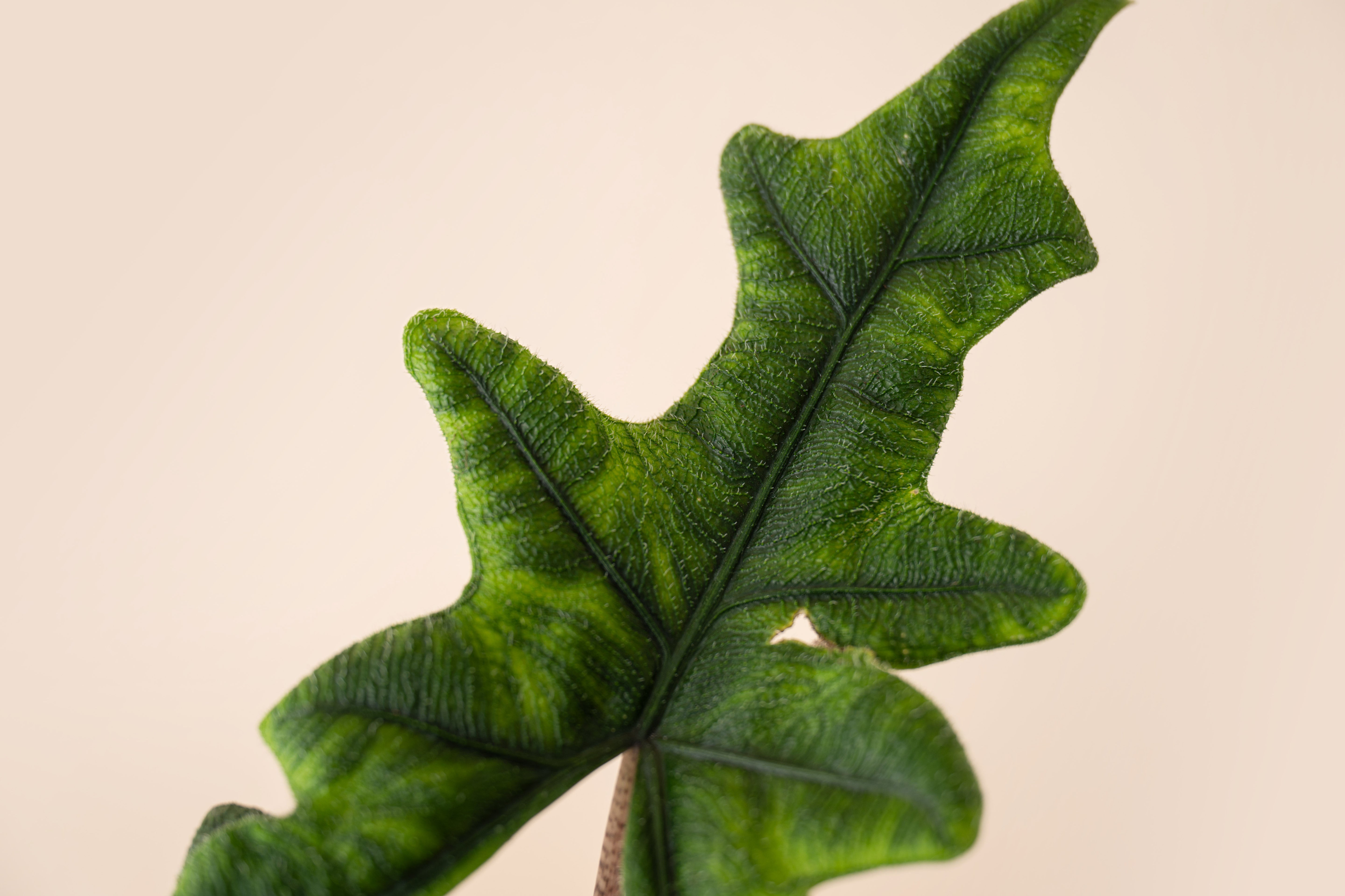 4" Alocasia Jacklyn