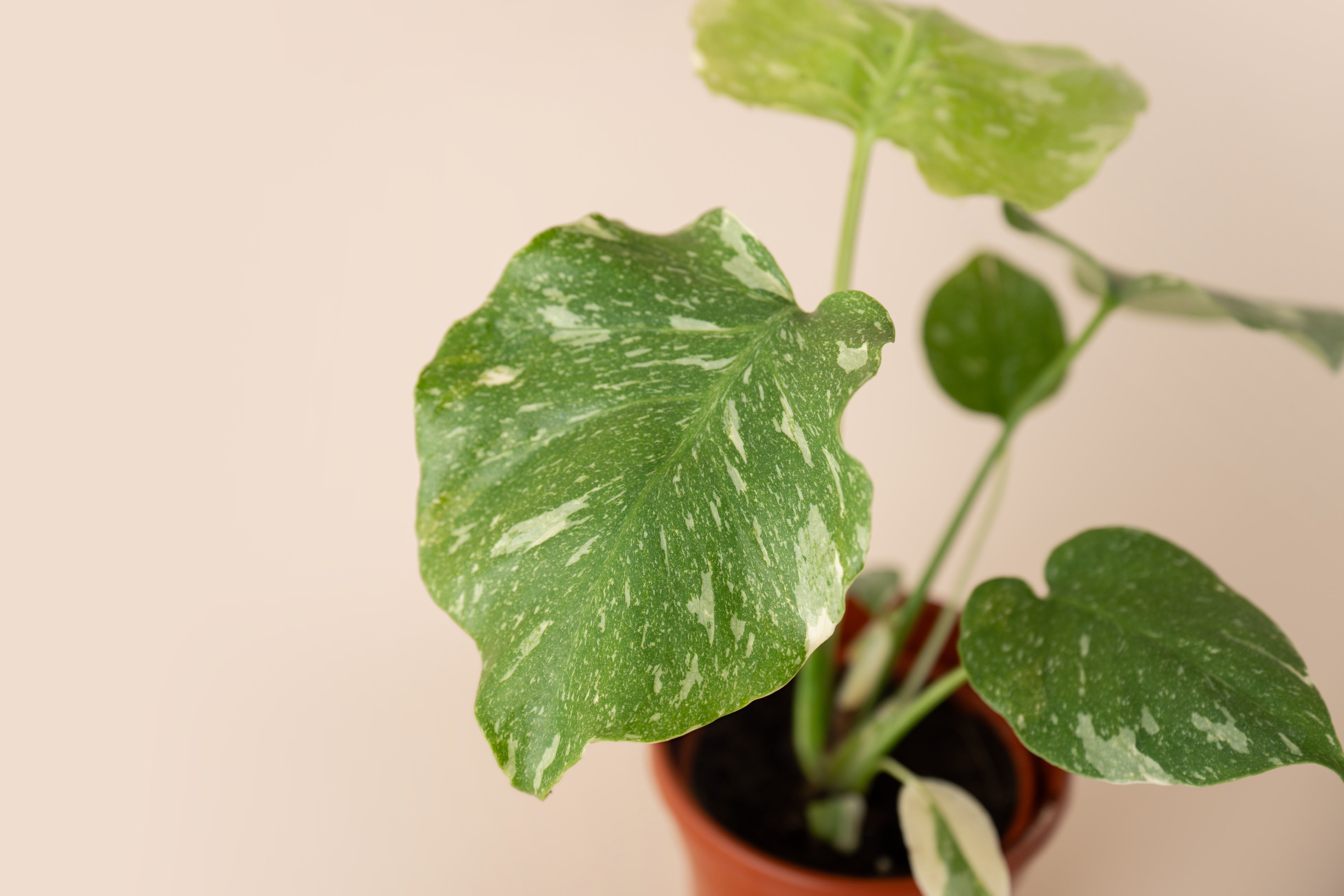4" Monstera Thai Constellation