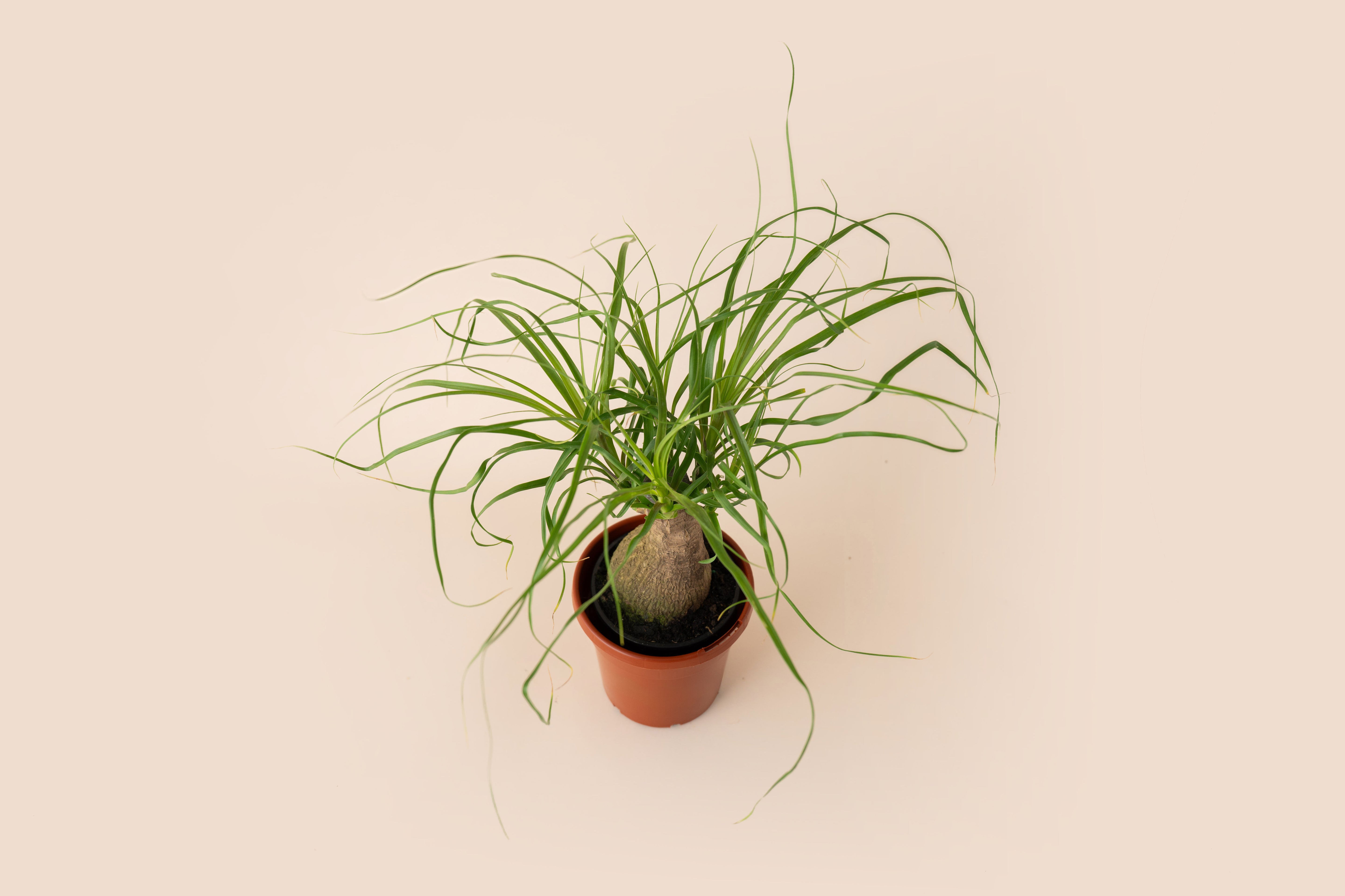 4" Ponytail Palm Stump