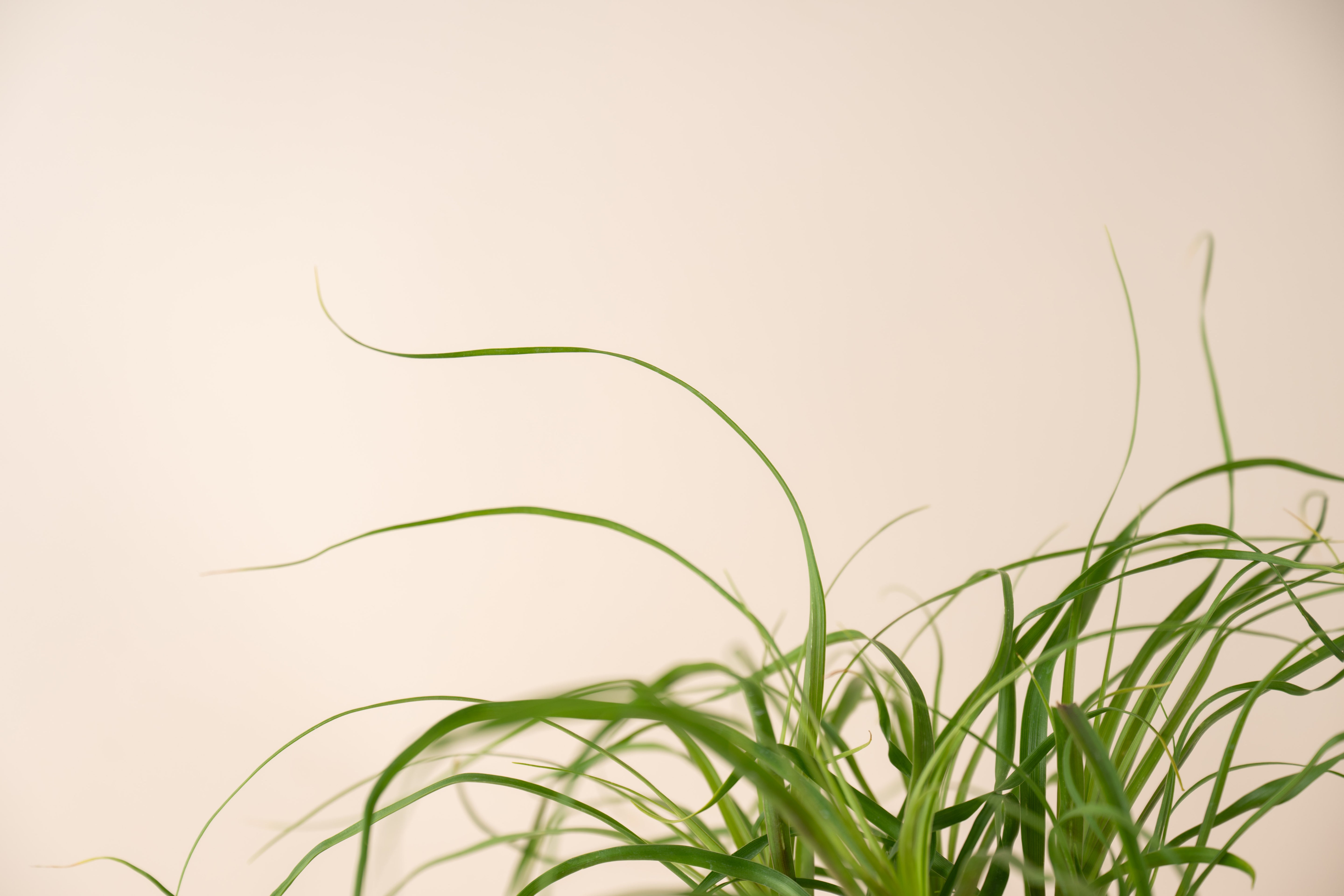 4" Ponytail Palm Stump