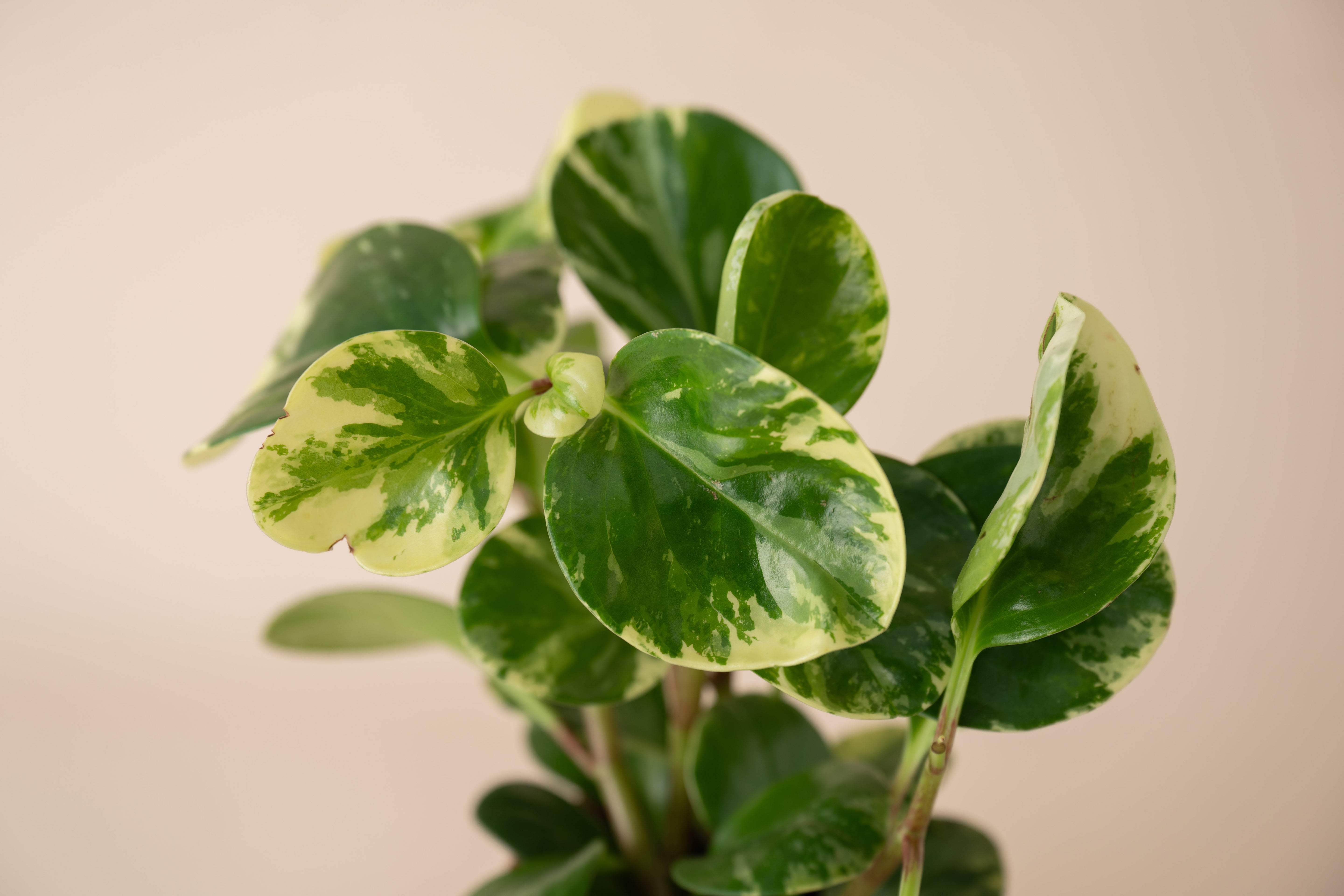 4" Peperomia Marble