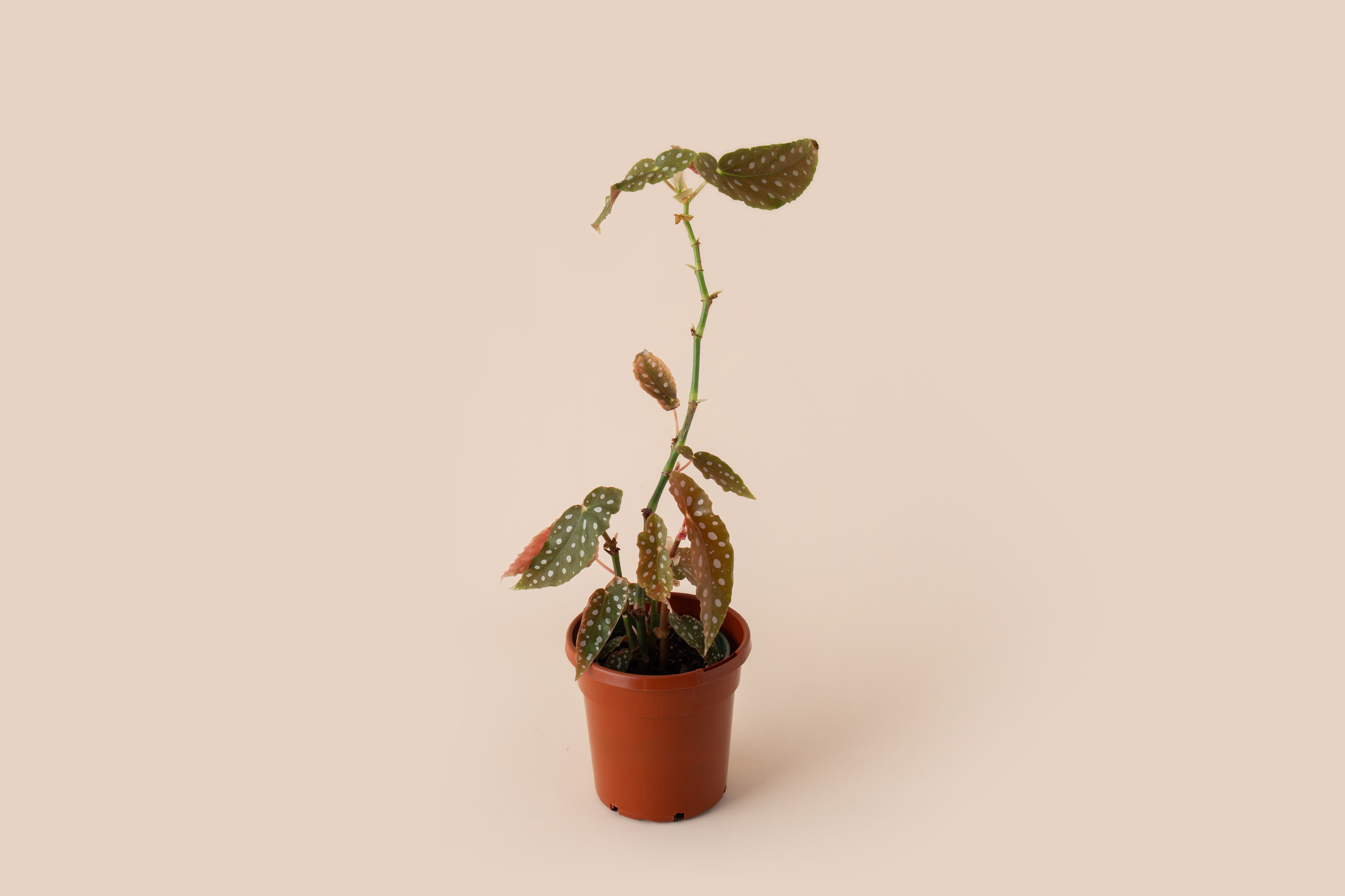 4" Begonia Maculata