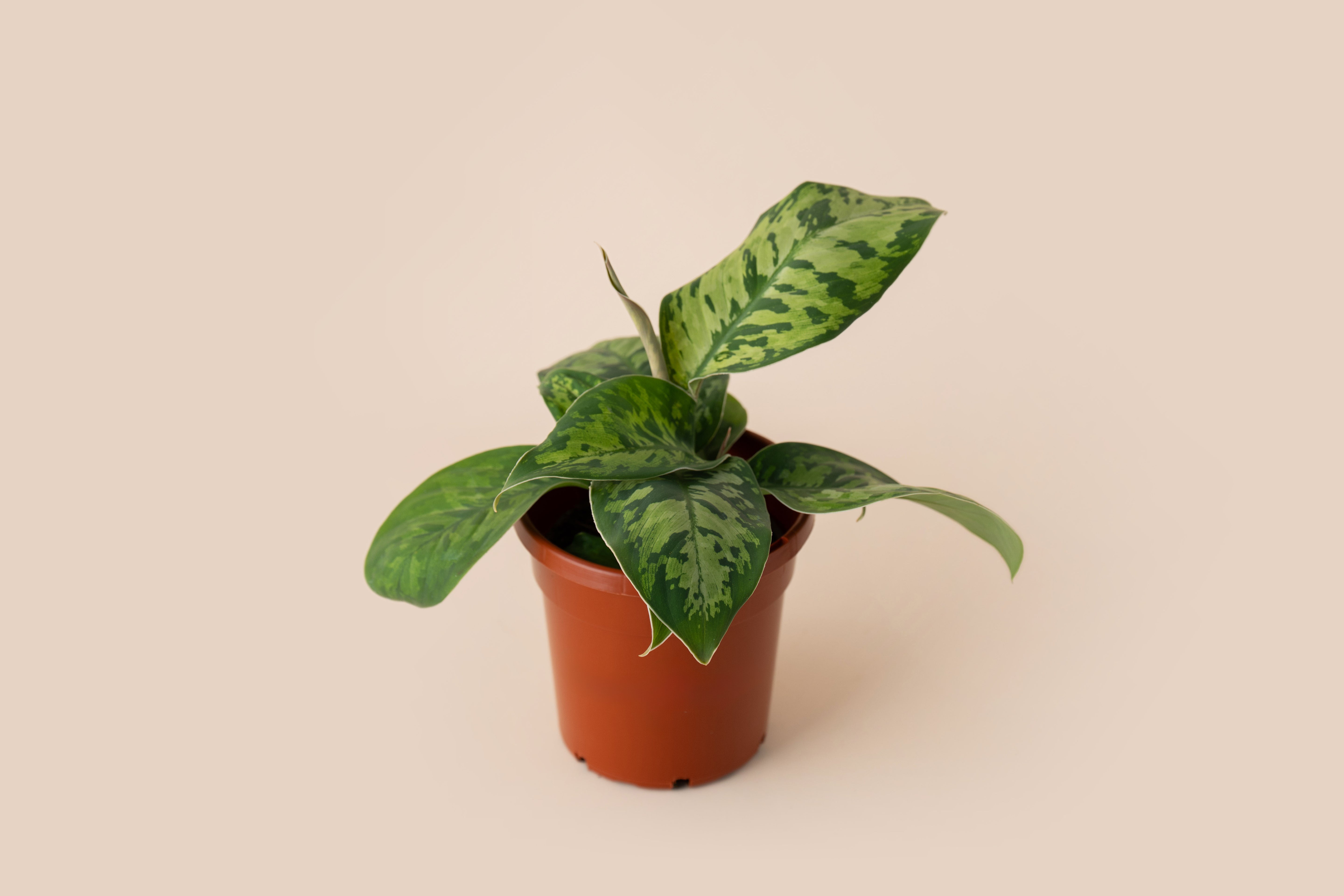 4" Homalomena Camouflage