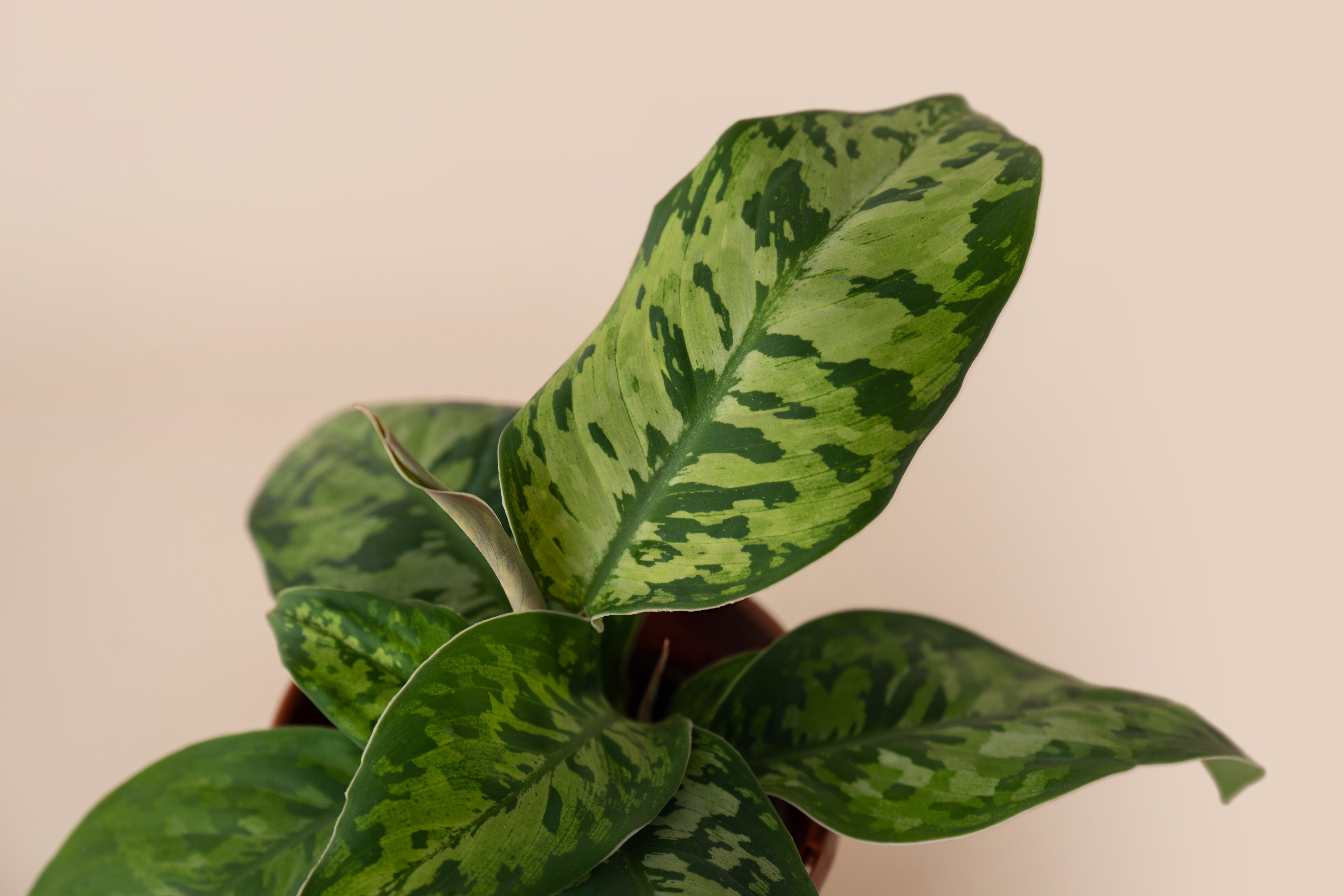 4" Homalomena Camouflage